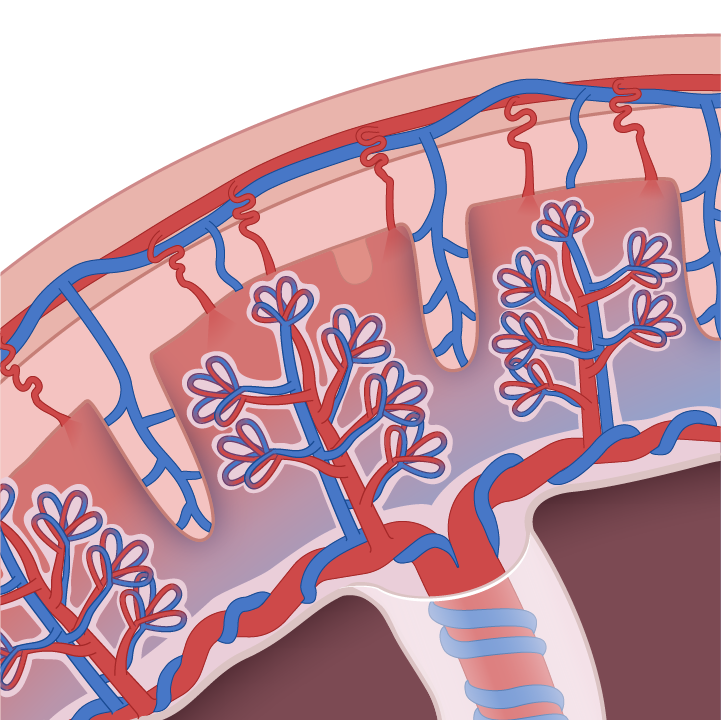 Placental Circulation