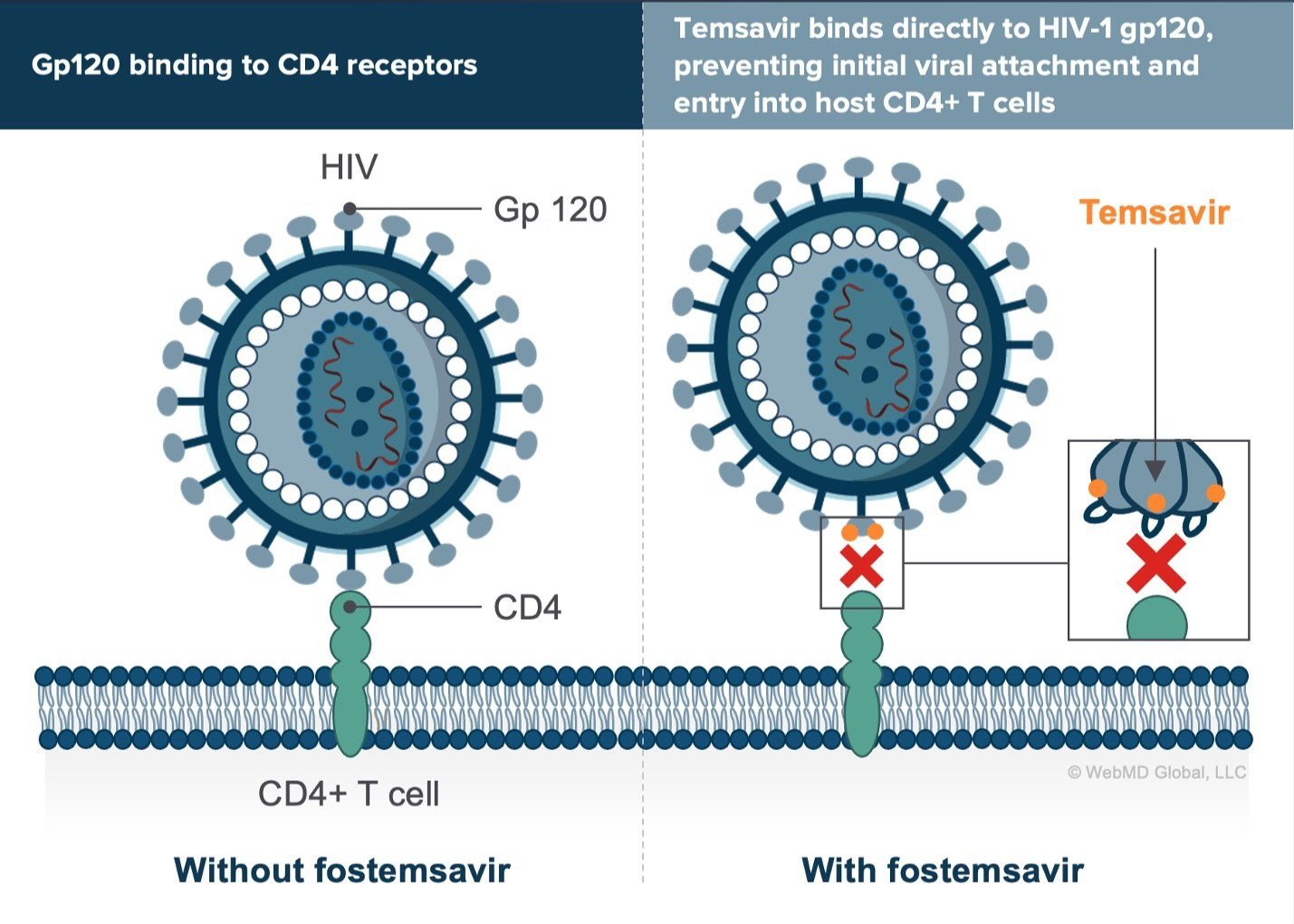 Temsavir with Fostemsavir and HIV