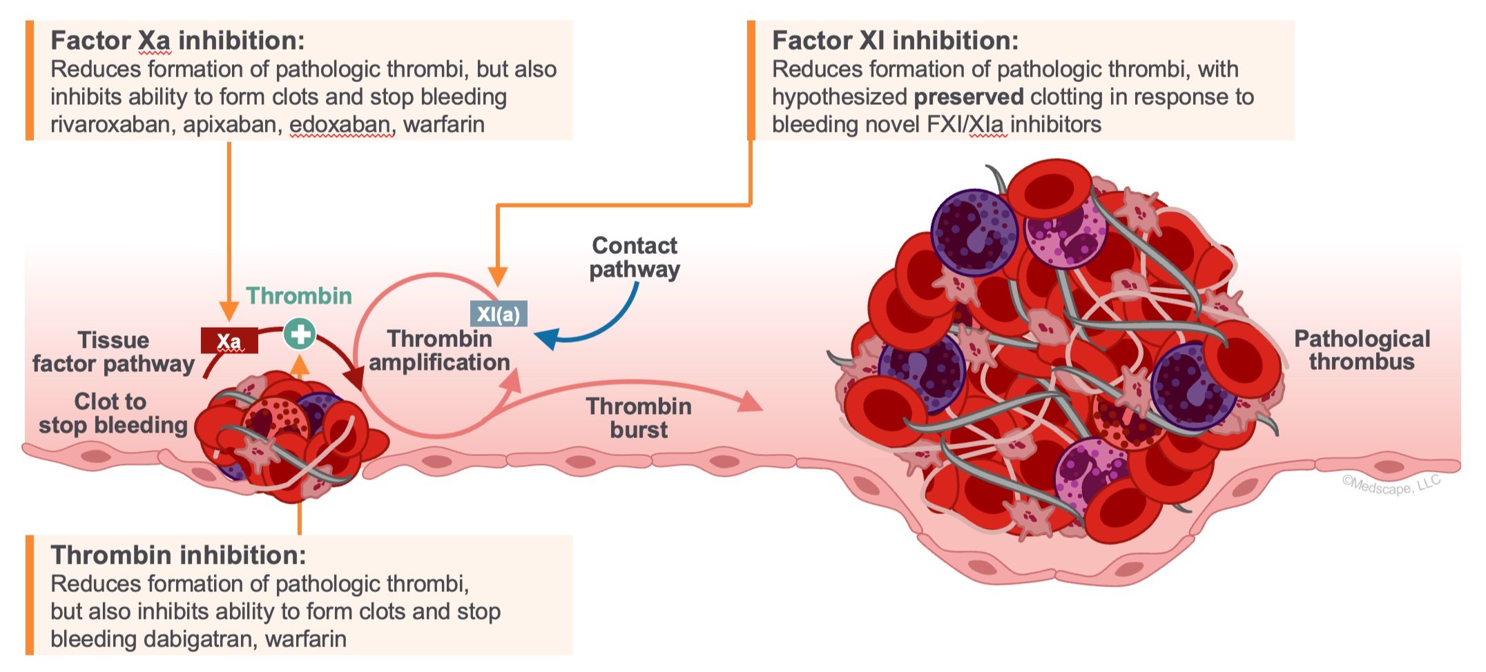 Anticoagulants