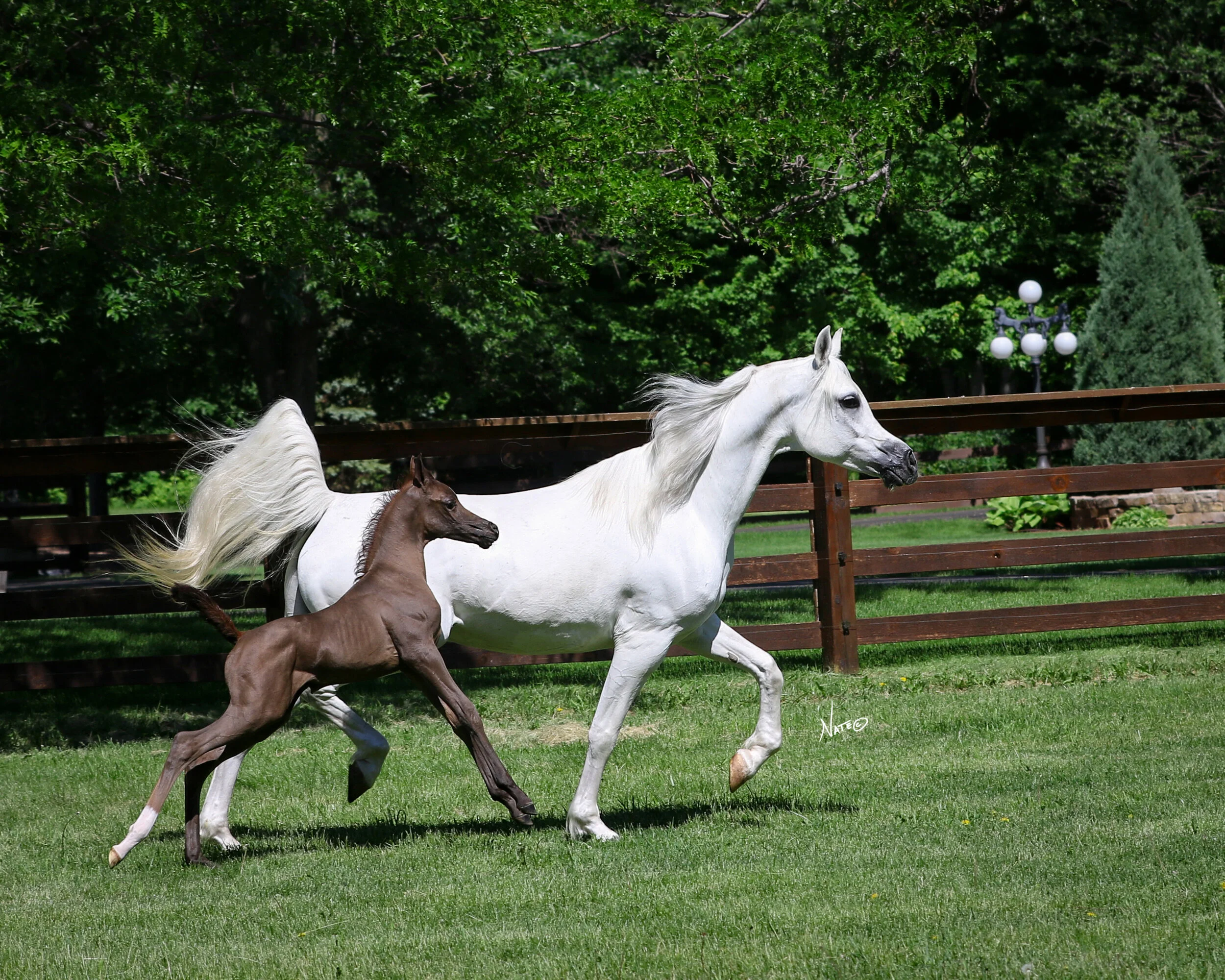 NW191144_Marchessa and Azraff Colt.jpg