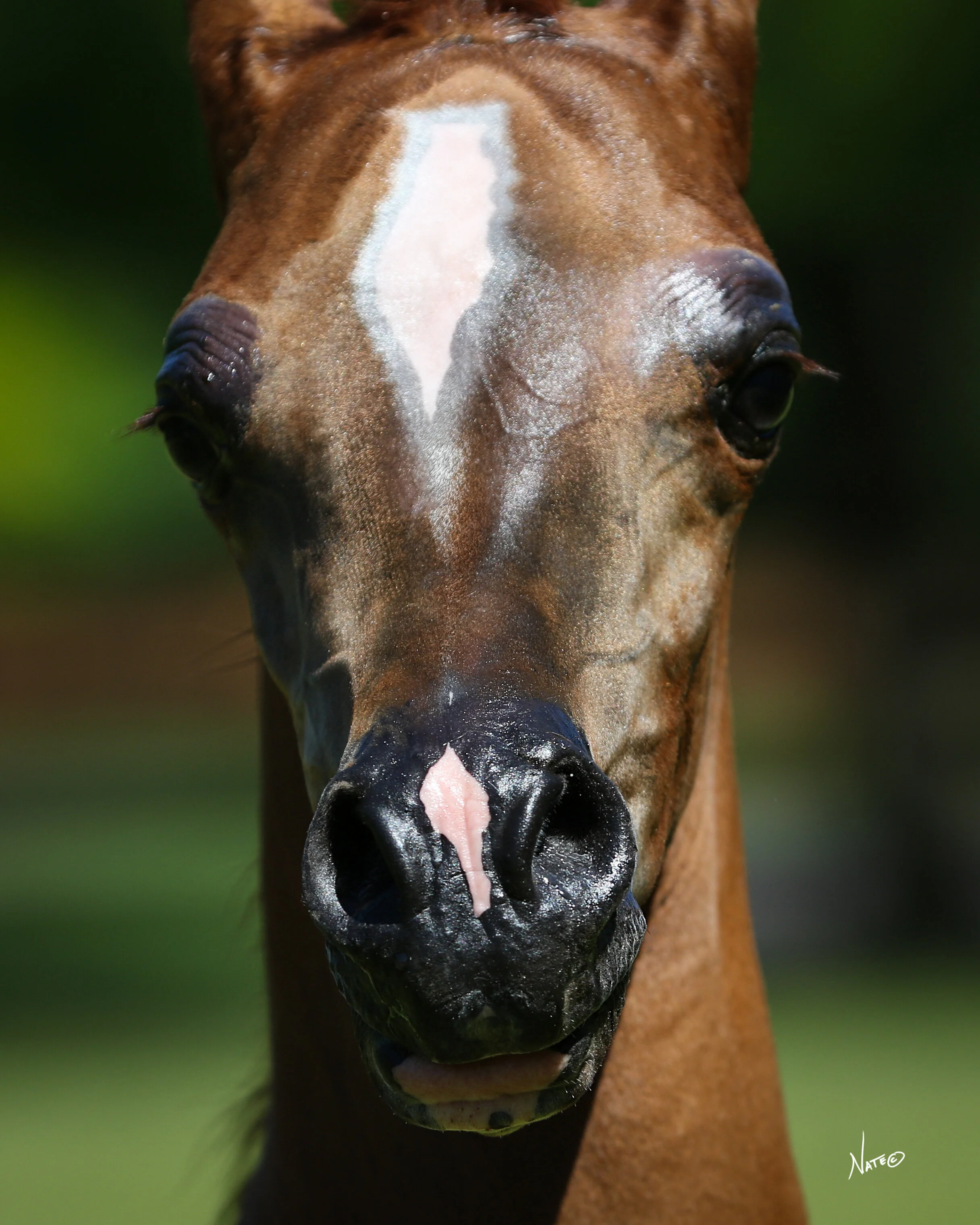 NW191950_JJ Argentina and Azraff Filly.jpg