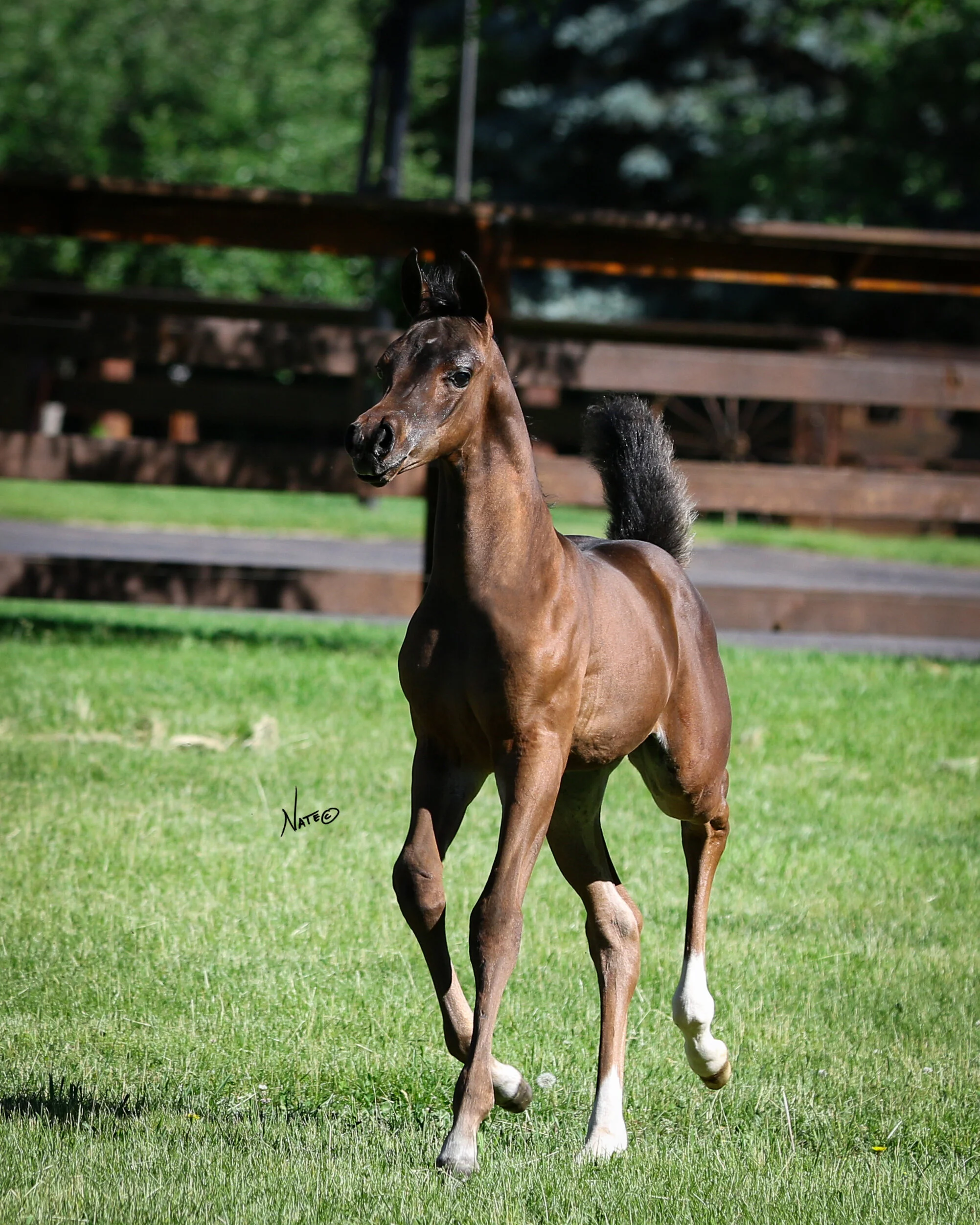 NW193896_Elandraa and Colt.jpg