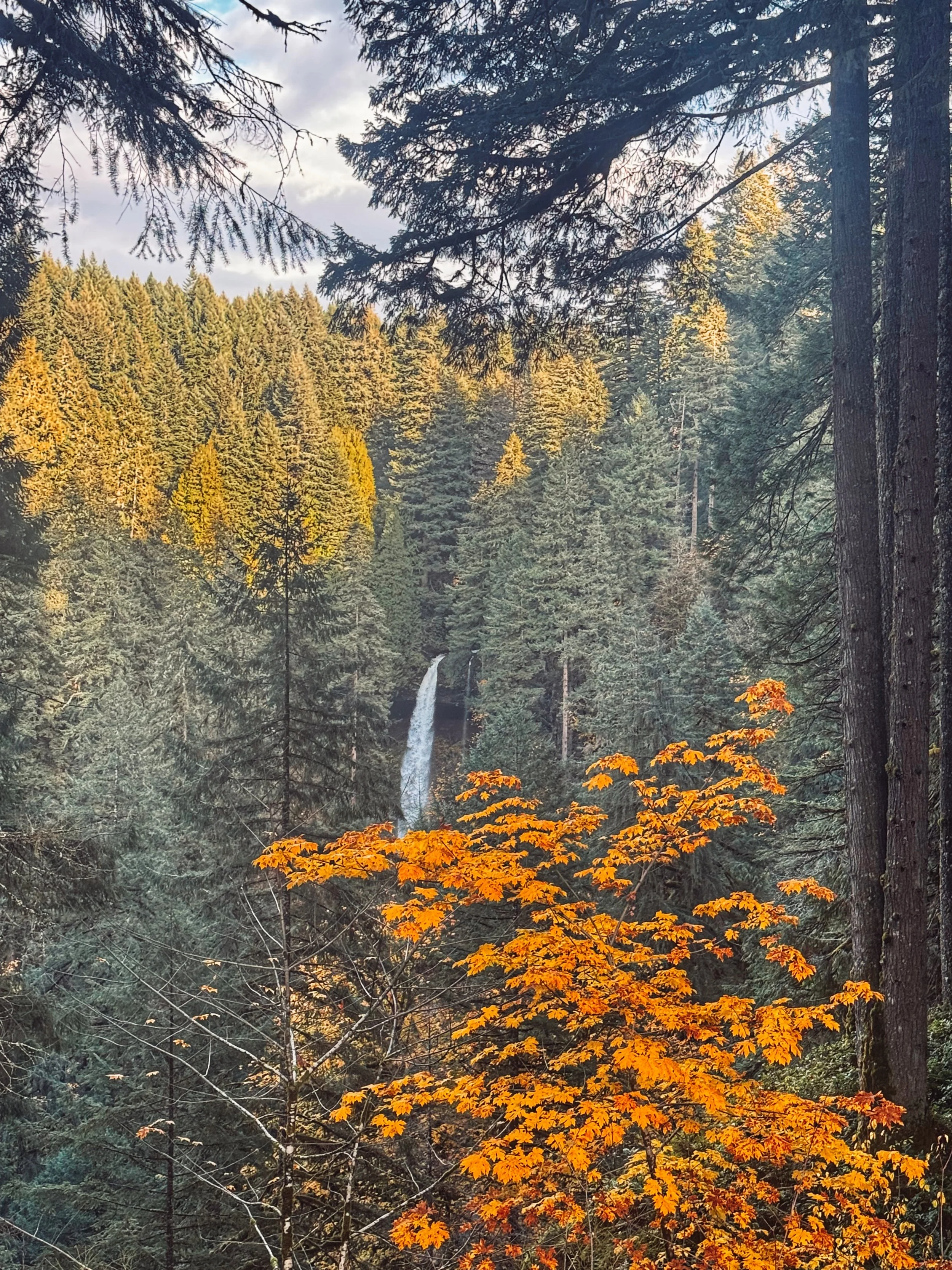 A scenic forest landscape with tall pine trees, a waterfall in the background, and vibrant orange and yellow autumn leaves. Photo taken by Jenifer Trivelli, author and founder of WiseMind Educational Services