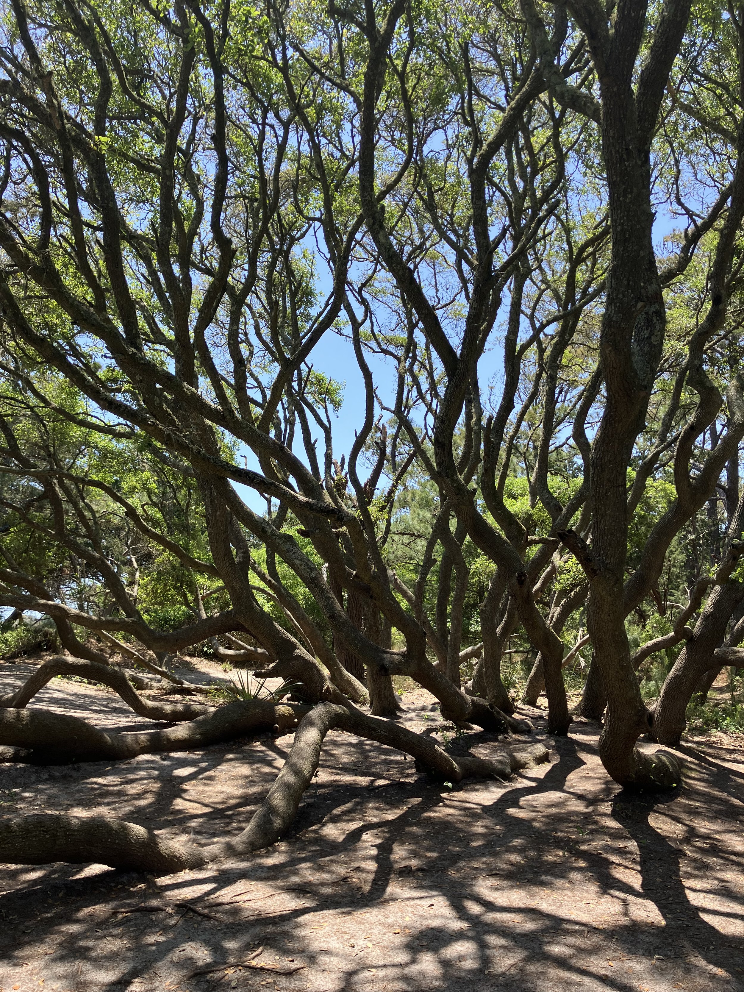  After being blown down by a hurricane, the tree rooted on its side and grew new trunks and limbs reaching for the sky. 