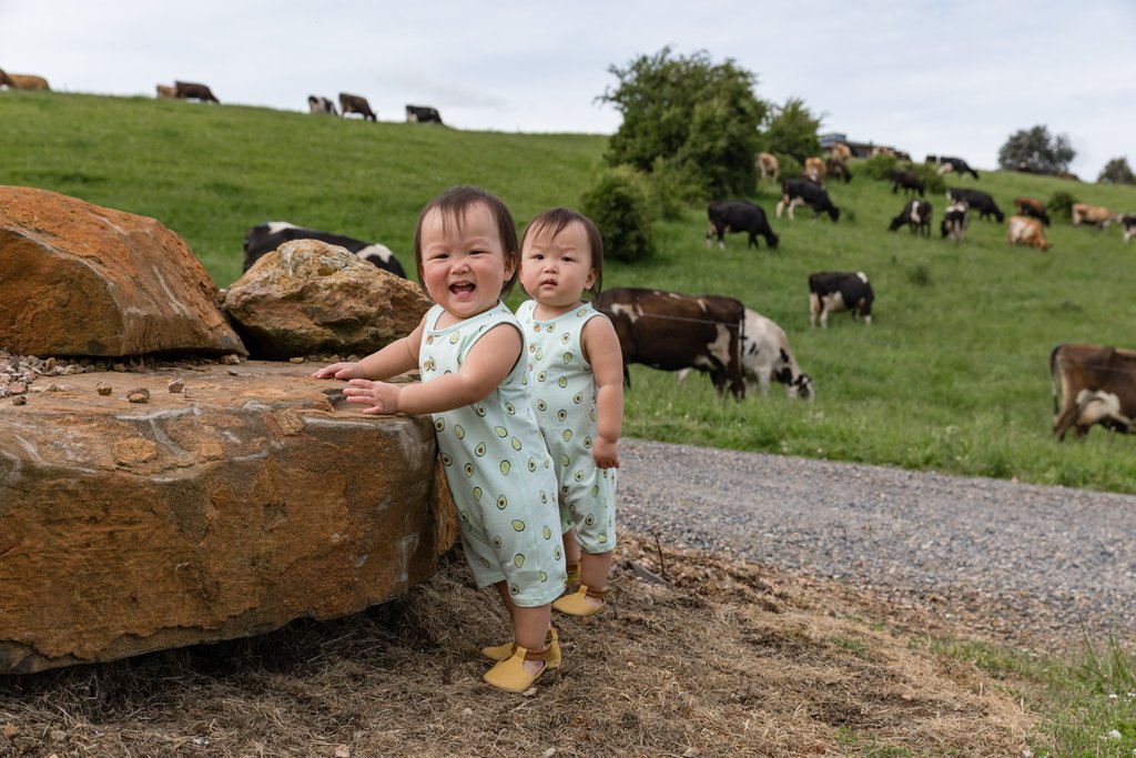 Cows roaming at our neighbours property