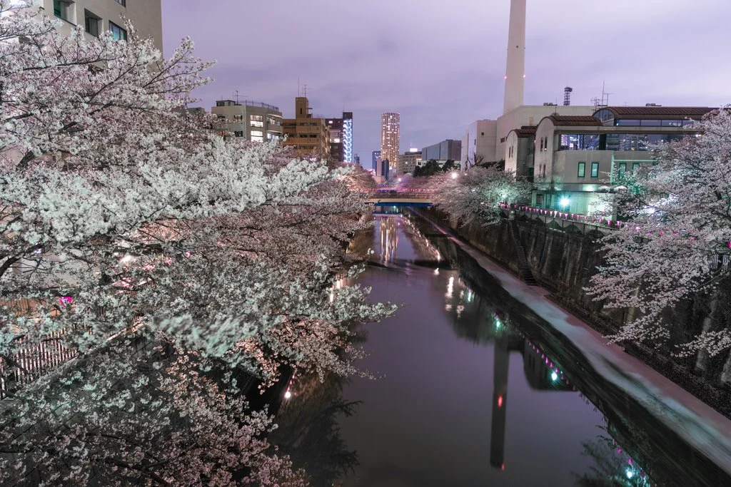 Meguro River by night, one of the more peaceful spots to view the lighted cherry blossoms.