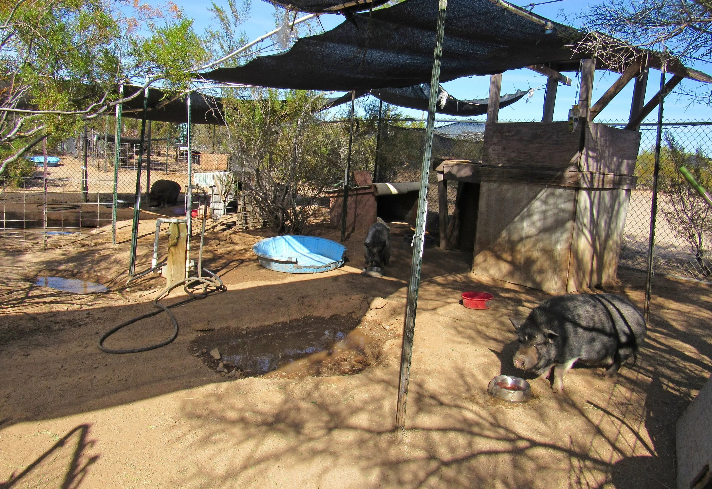 About our sanctuary — Ironwood Pig Sanctuary