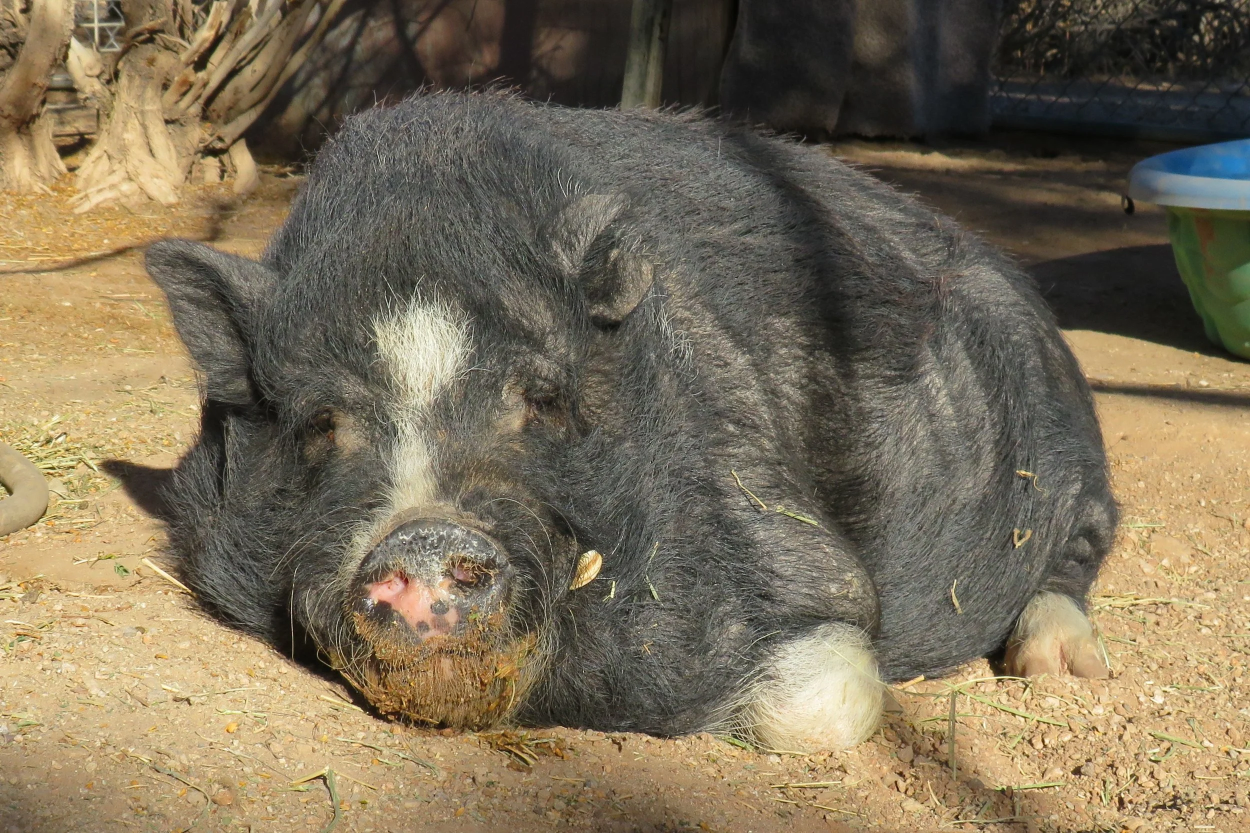 Pumba