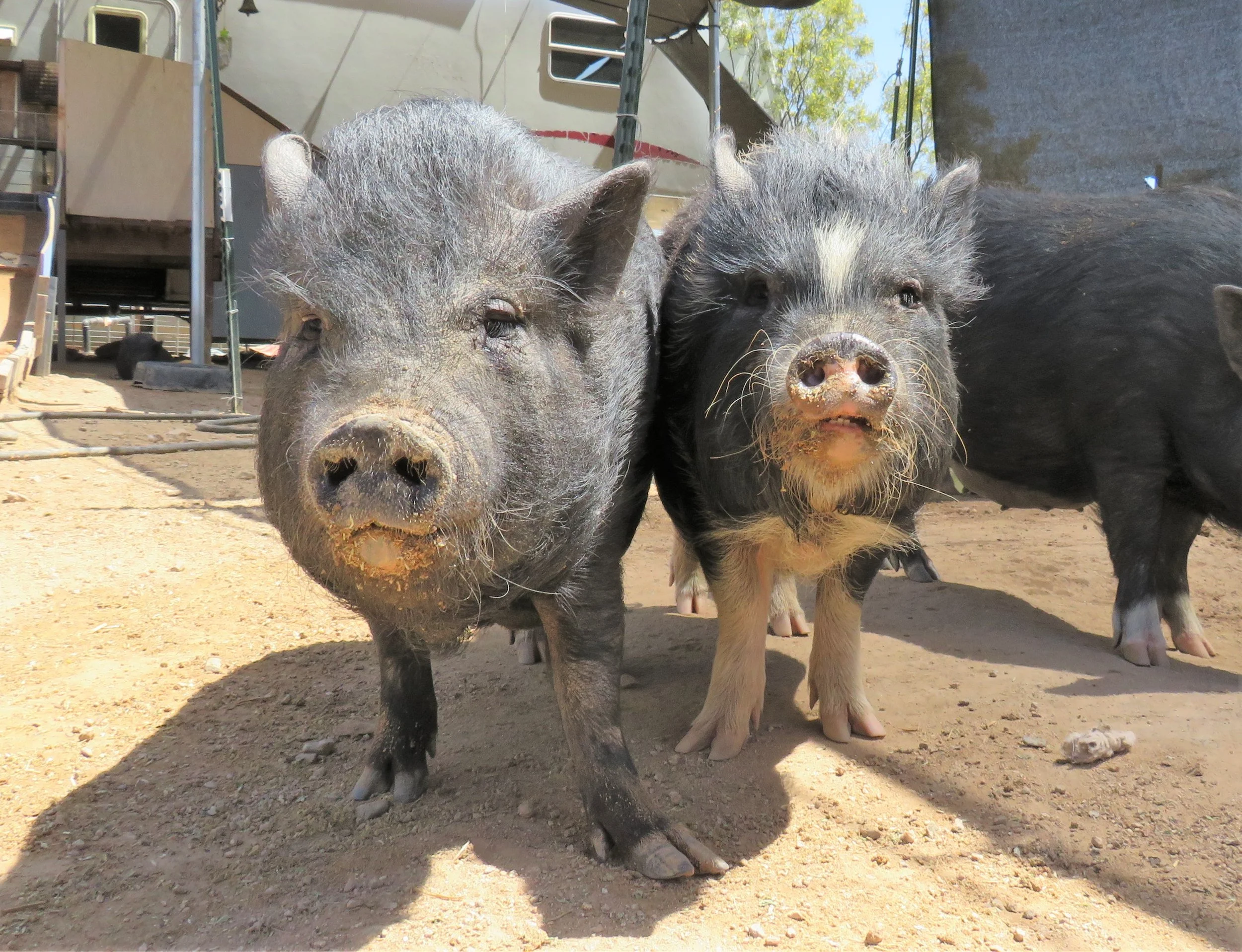 Adopting a pig — Ironwood Pig Sanctuary