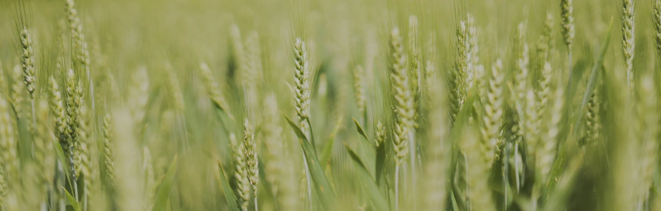 NORDPHOS_Direct Membrane Filtration.jpg