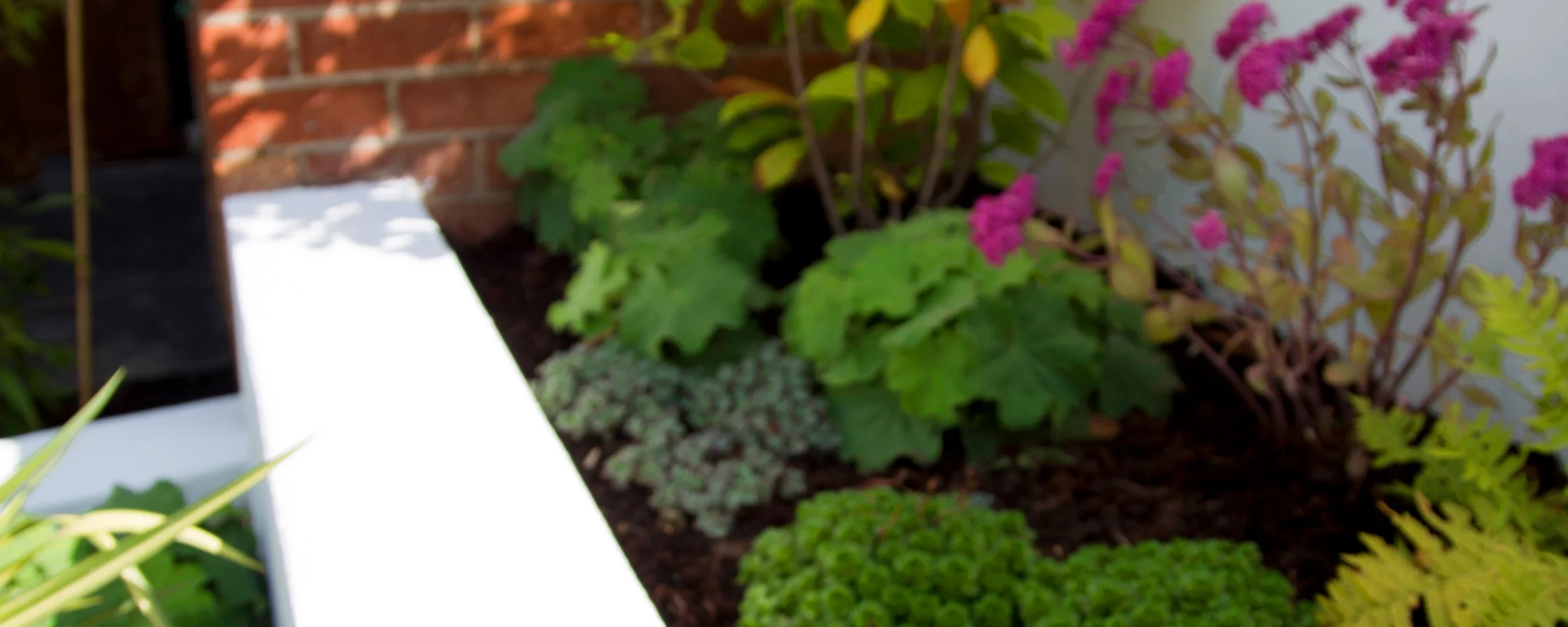 Terraced Planting Belfast