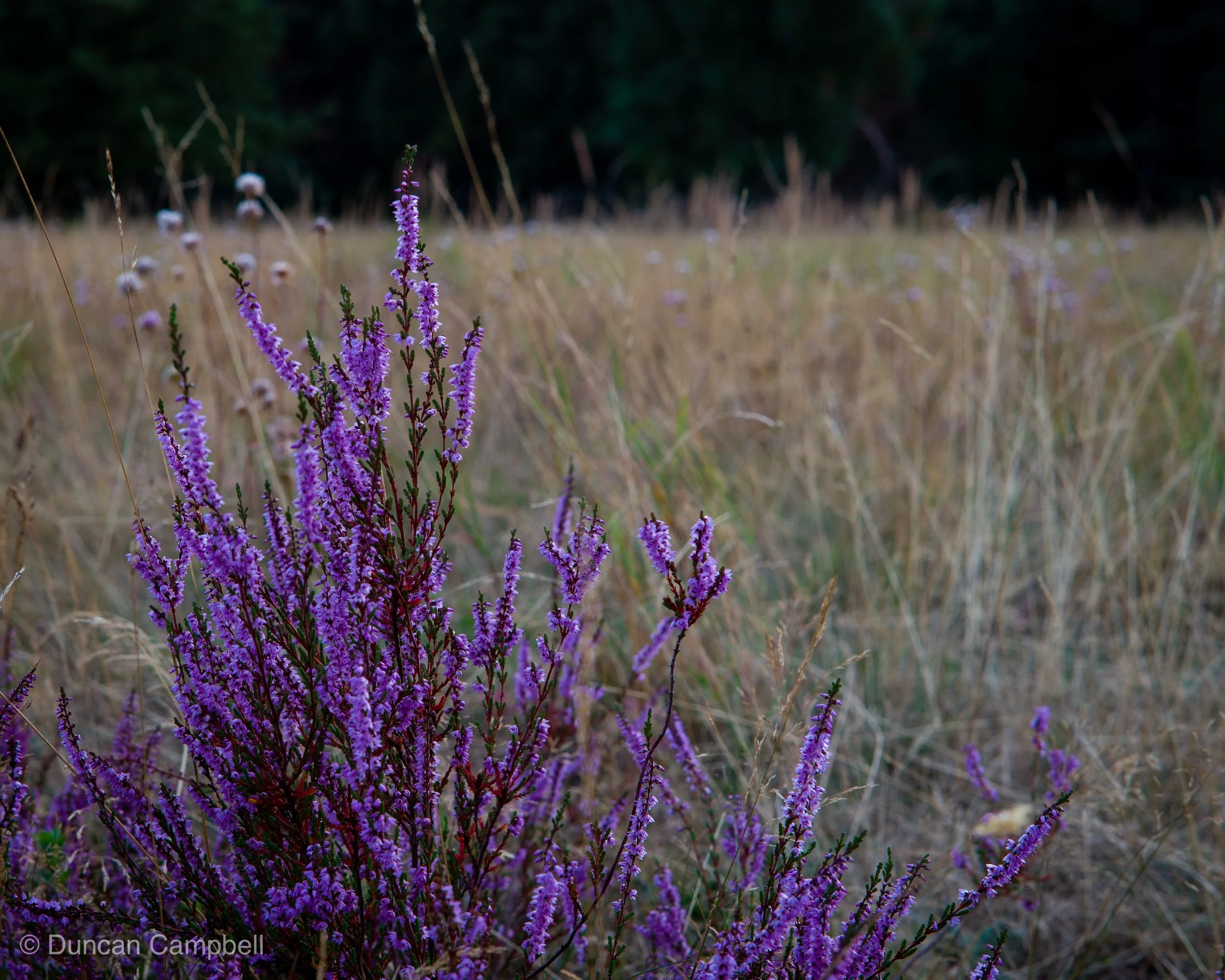 Been for a wander during a cool evening…with a Leica M-E and a Zeiss 50mm /1.4