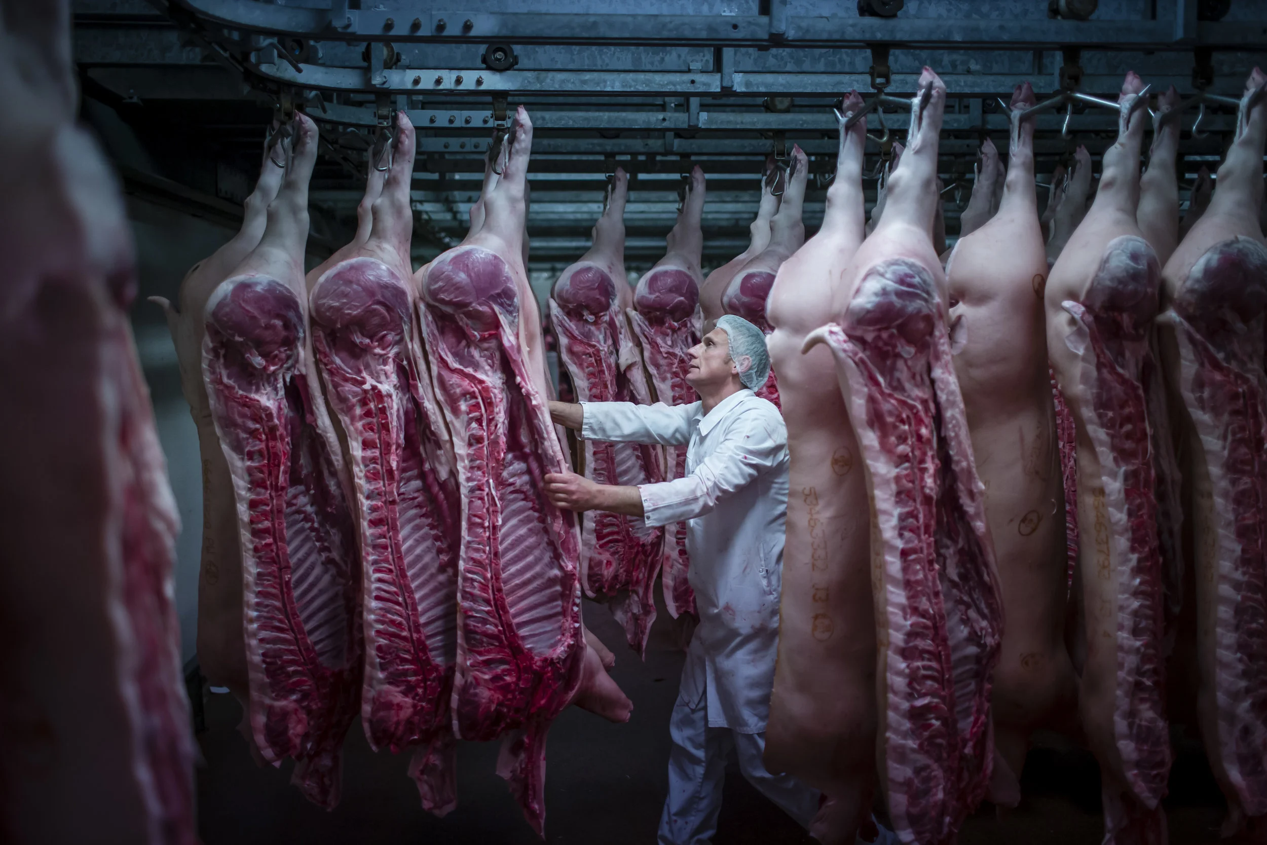 The Belgian Meat Industry