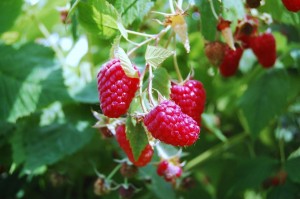 raspberries2-300x199.jpg