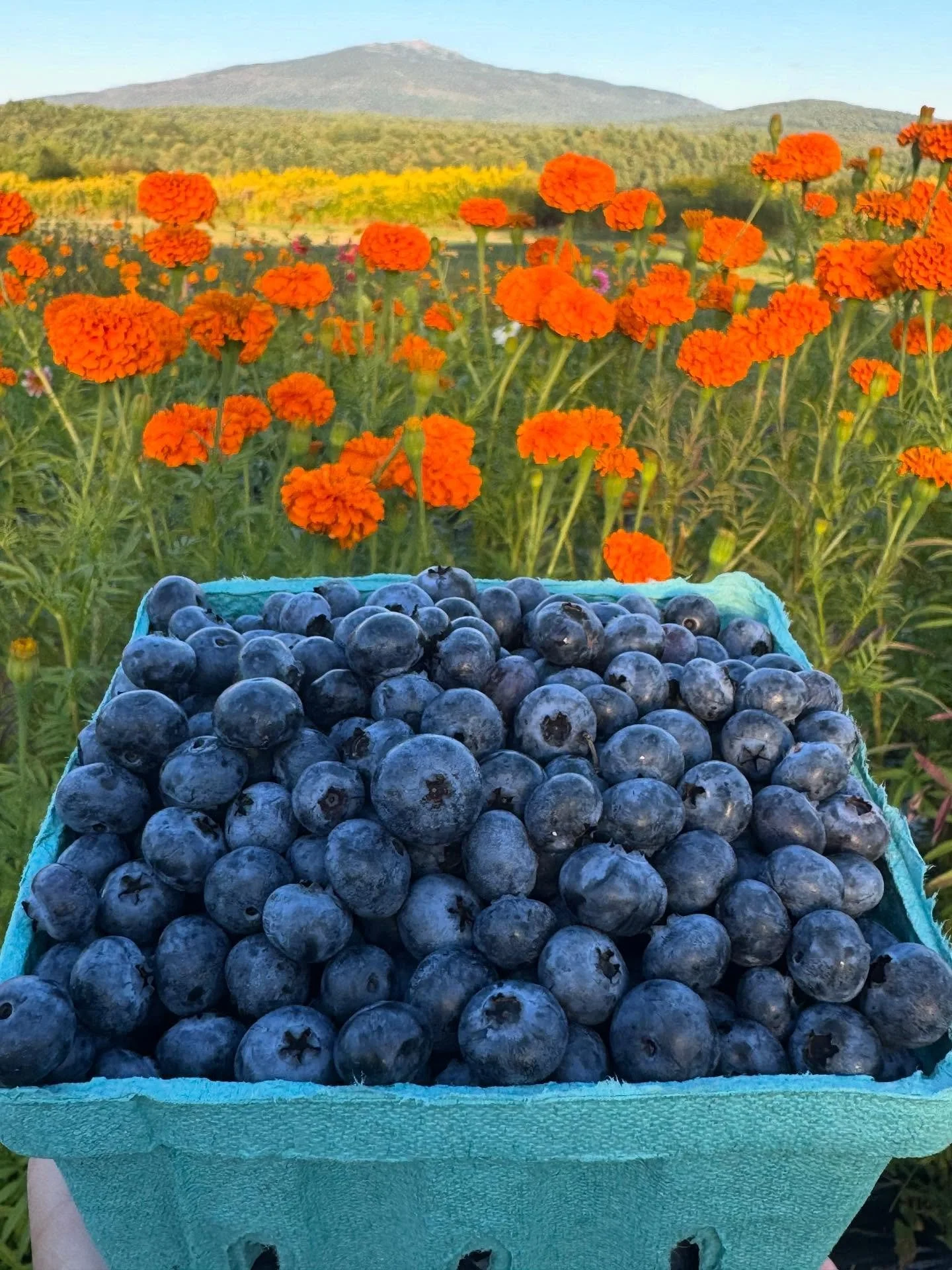 Final Weekend for PYO! We anticipate our last day of the season to be Wednesday 9/17.

There are still a lot of Elliot&rsquo;s out there to be picked, so head on over to stock up and enjoy one more day on the farm. 

Pre-picked berries 🫐 and farm gr