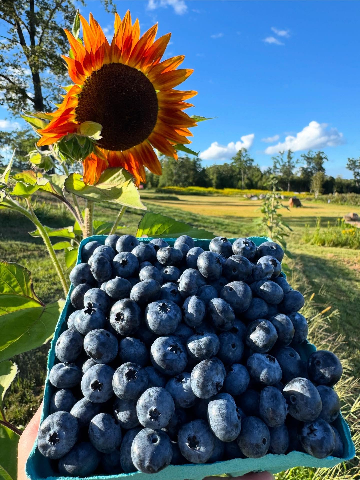 It&rsquo;s that time of the season, the Elliots are BACK! 🙌 🫐 

We&rsquo;ll be opening up the Elliots in the West Field (back of the farm) starting tomorrow, 8/28 and the bushes are loaded. 

It&rsquo;s bittersweet as the Elliots are always the las