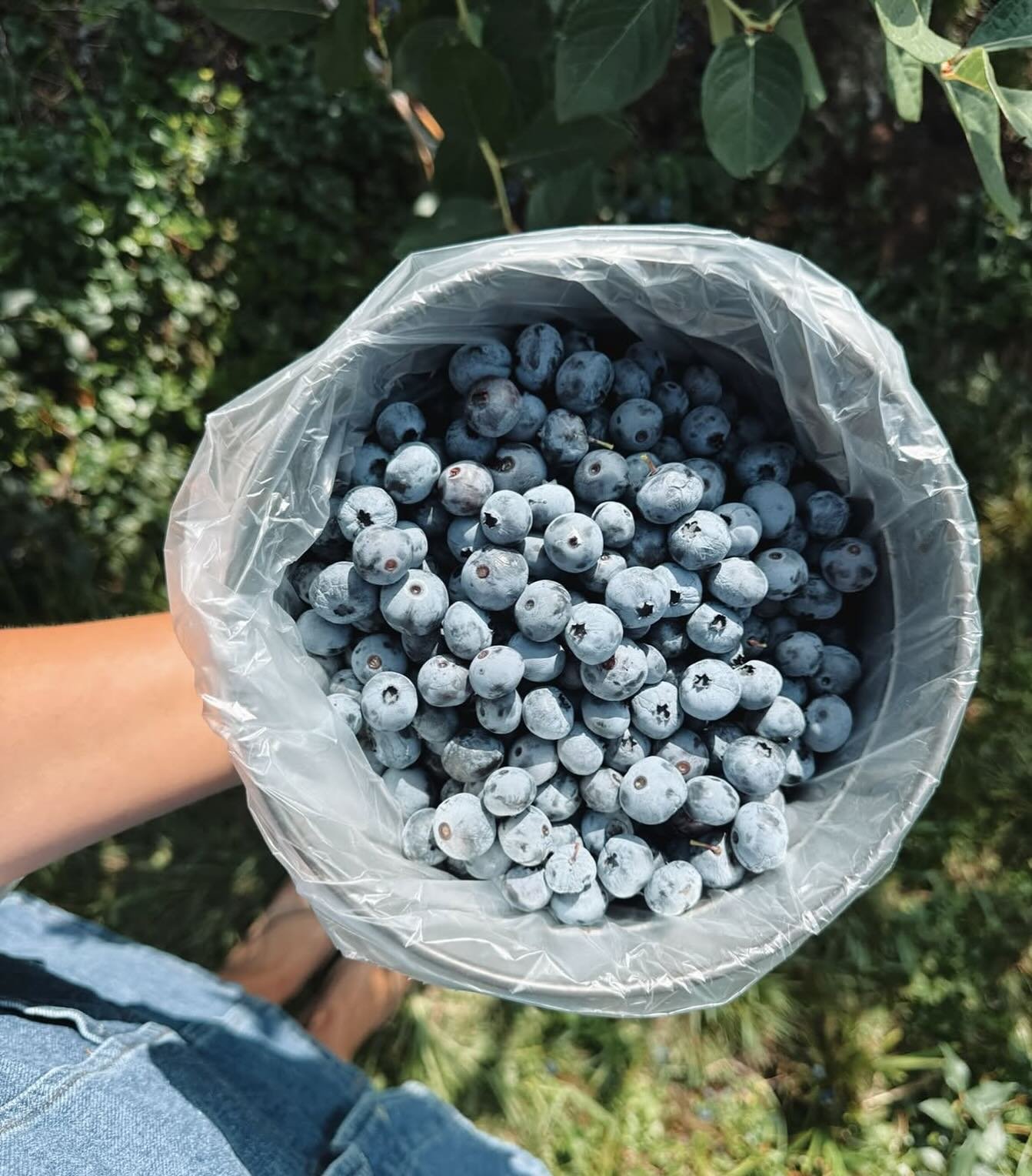 💥 End of season sale! 💥 🫐 

Buy 1 large bucket (5.5 quarts) and get a small bucket (2.75 quarts) free! Thats over 8 quarts of blueberries for $37. 

We all know winter is long and filling your freezer will make you happier 😀

We&rsquo;ll be runni