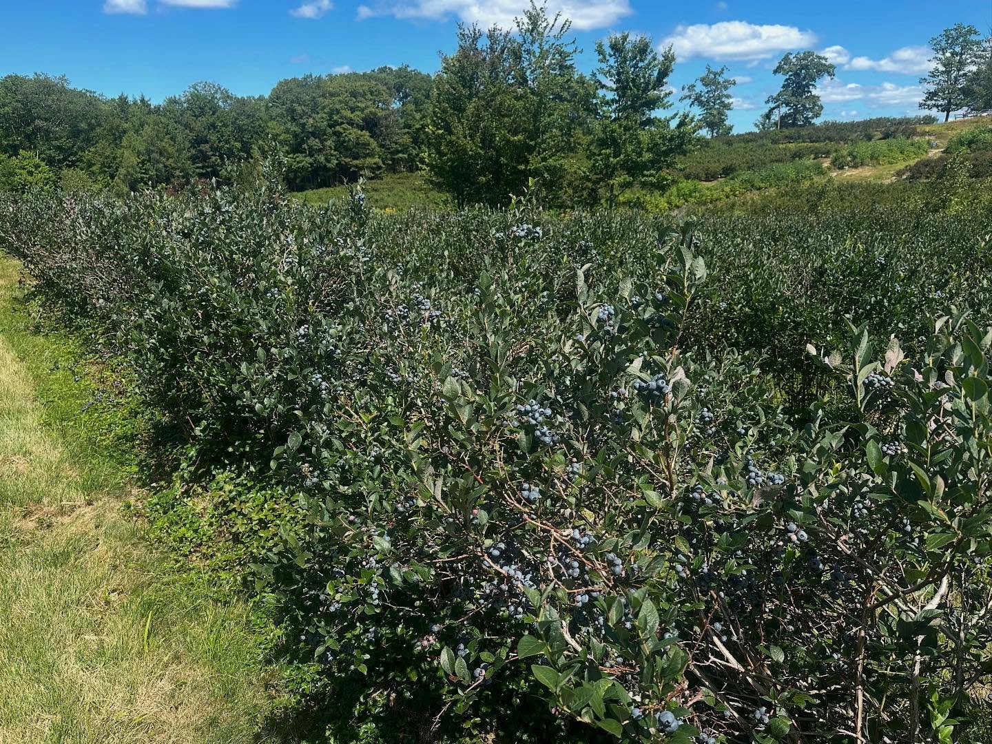 🙌 🫐 New fields ready for picking!🙌 🫐 
We&rsquo;ve just opened the back field which is packed with beautiful Nelson and Brigitta fruit.  Picking is fabulous and we have a lovely stretch of weather through the weekend.  See you soon!

Nelson: these