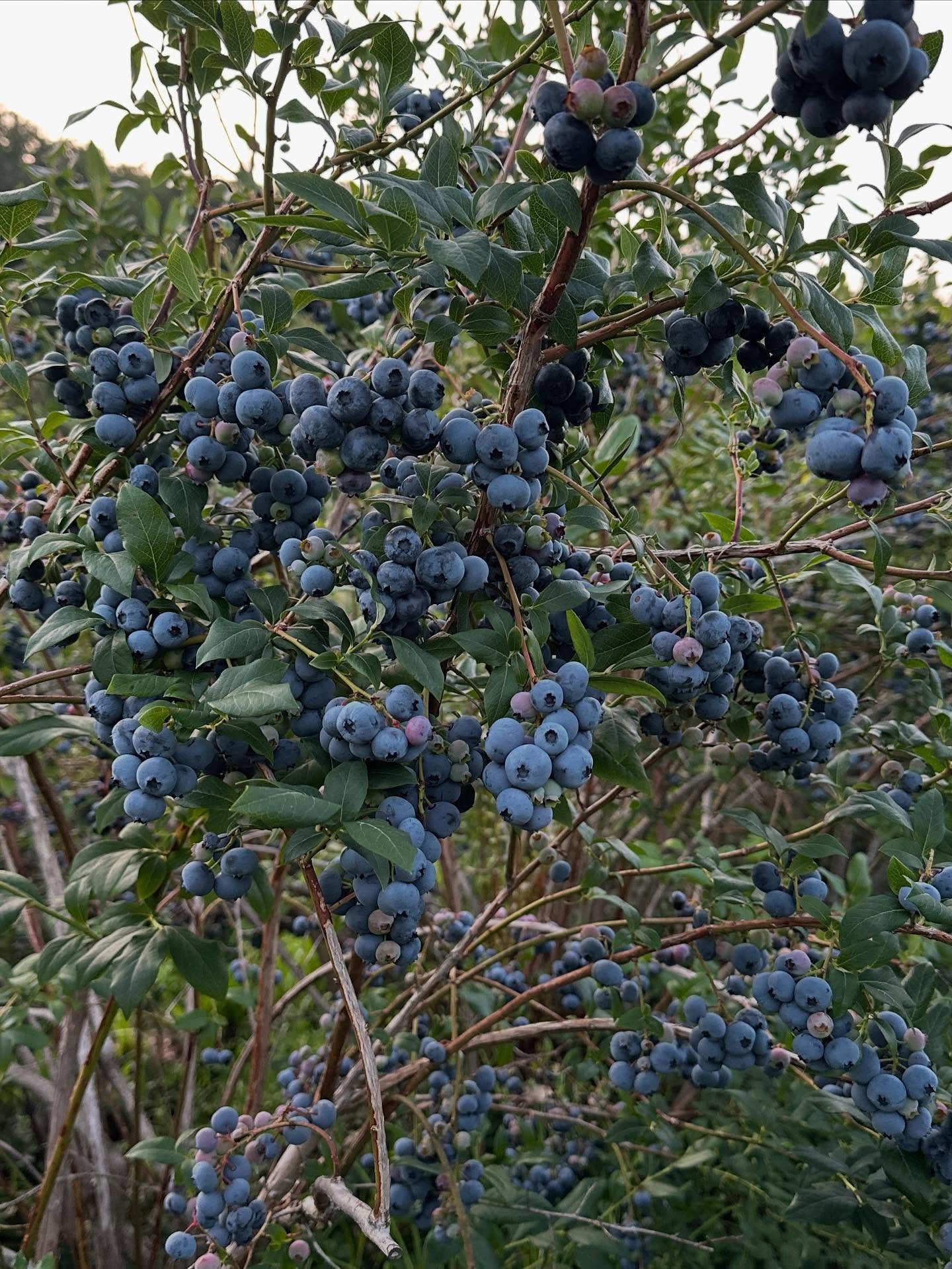 💥Stellar mid-season picking! The heat wave has broken, we&rsquo;ve finally had some rain and the picking is amazing! 🙌 We&rsquo;ve got multiple fields and varieties going for those wanting to explore:
The front mountain field has some Blue Crop and