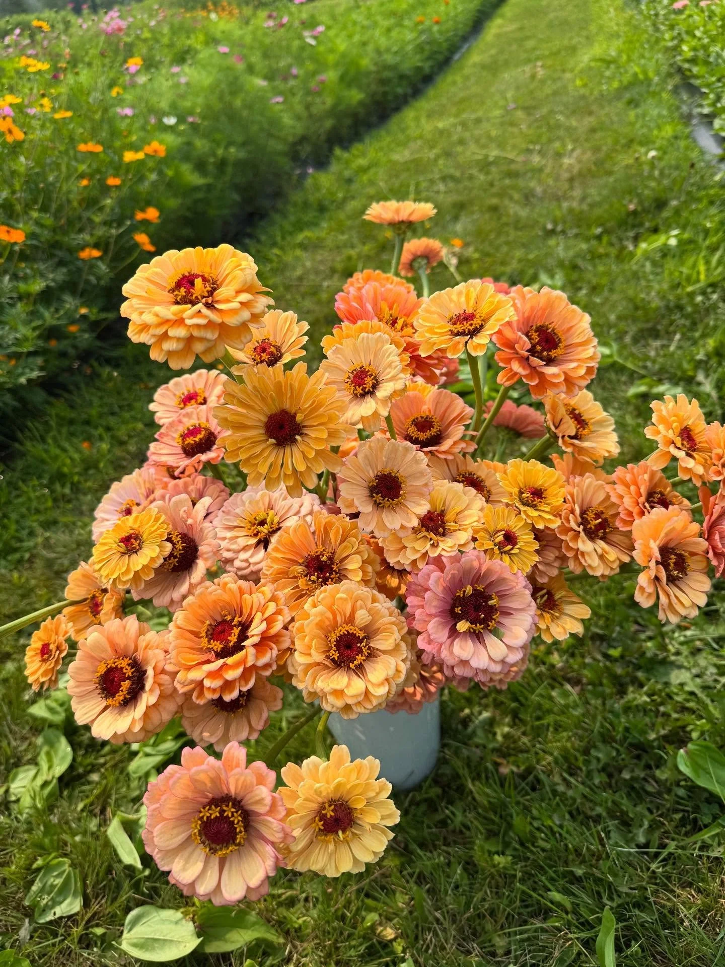 🌸🌼 We&rsquo;re excited to announce that we&rsquo;ll be offering PYO flowers this Friday-Sunday (8/15-8/17) from 9am to 2pm! 🌼🌸 The flower field is bursting with zinnias, dahlias, snapdragons, cosmos, celosia, marigolds, yarrow, verbena and strawf
