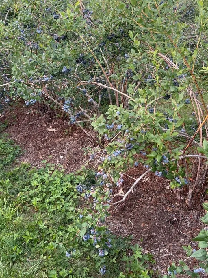 ‼️New Field(s) Alert ‼️ 
Peak season is upon us and we&rsquo;ve expanded our picking for the week to an additional 2 acres of Berkley, Blue Ray, Collins and Blue Crop. The bushes are dripping with fruit and there is something for everyone; a great mi