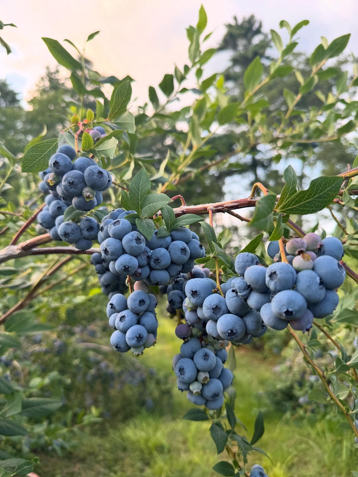 With cooler temps set for the weekend, picking should be spectacular! Come enjoy the Monadnock Berries breeze &amp; mountain view while picking blueberries, raspberries and currants ☀️

We are picking 6 blueberry varieties; still some great Earliblue