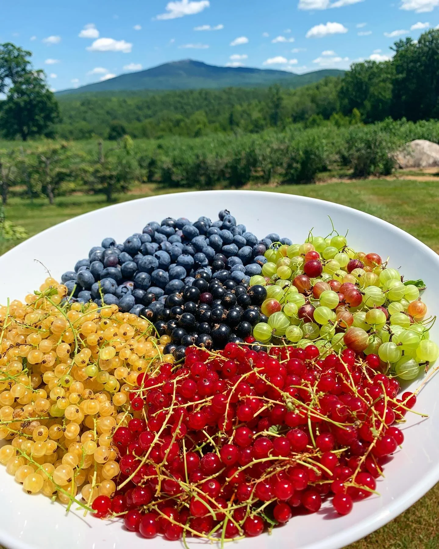 What a gorgeous weekend to come pick some berries ☀️🫐 We have blueberries, raspberries, currants and gooseberries! The bushes are loaded, the fruit is HUGE, and the farmstand is stocked with all your favorite goodies! 

Open everyday 8am to 6pm

📍L