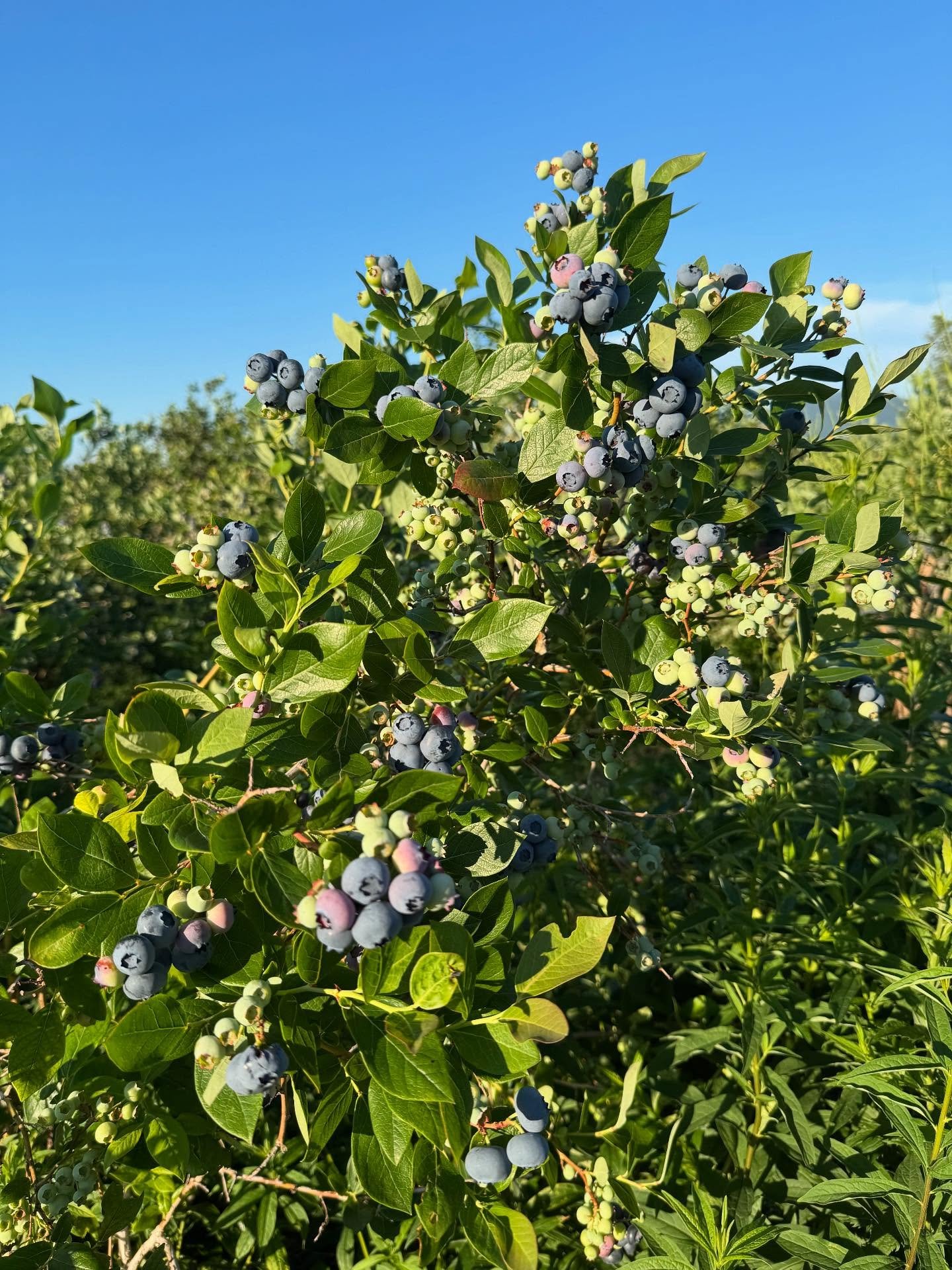 Almost there!! The fruit is ripening up and these last couple warm days have really helped move things along. Keep an eye out for our official opening day (definitely within the next week)! When we open we&rsquo;ll have blueberries, raspberries and r
