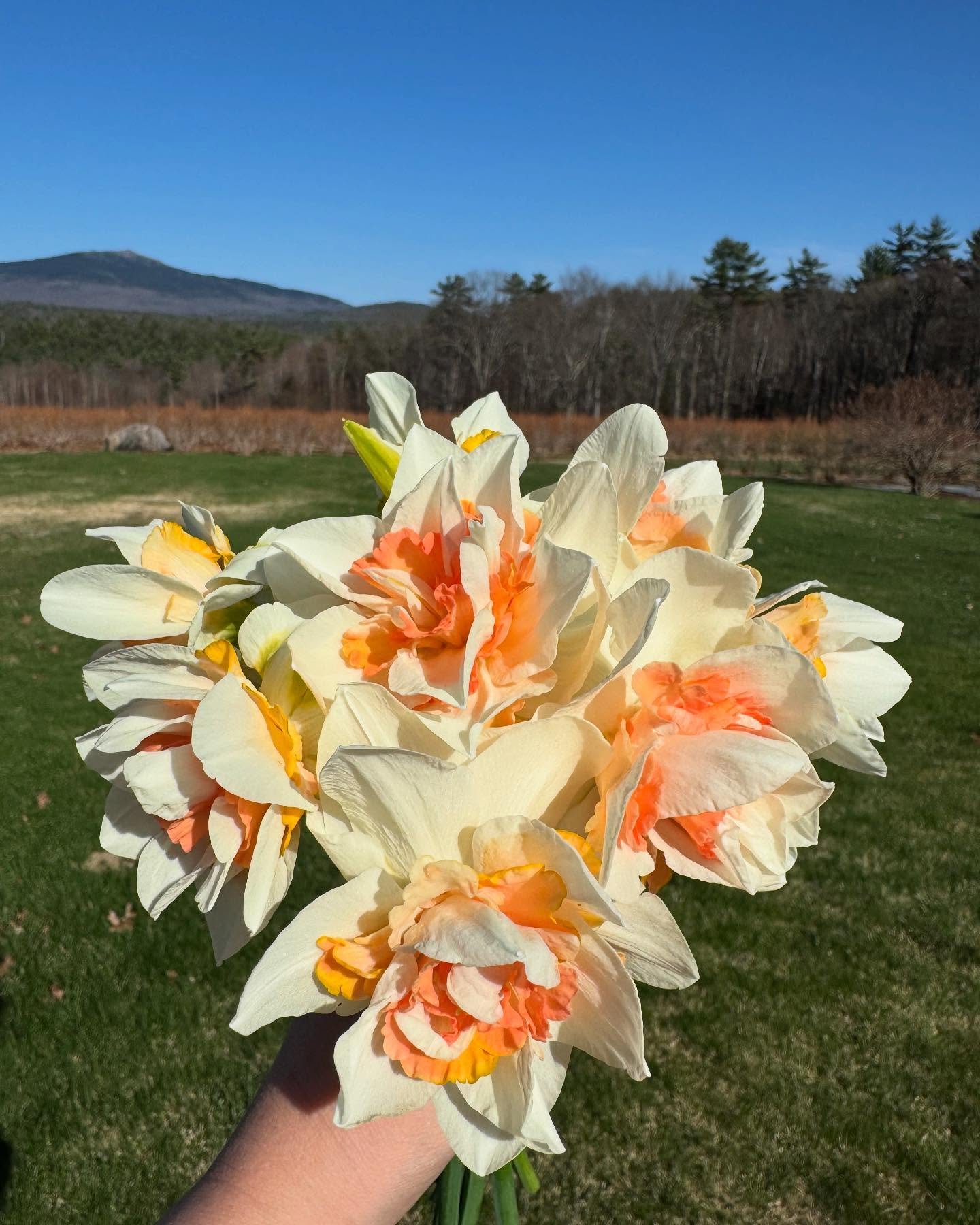 Spring is springing 🌷🌞🌱 

What a busy and beautiful time of year! We&rsquo;ve been stringing raspberries, planting cherry trees, sowing seeds, pruning the rose &amp; hydrangea bushes, making farmstand improvements, painting, cleaning up the garden