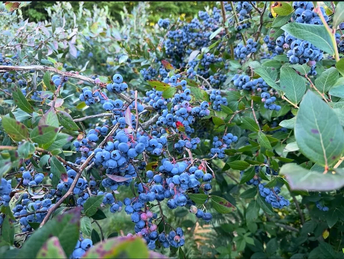 Blueberry Bush.jpg