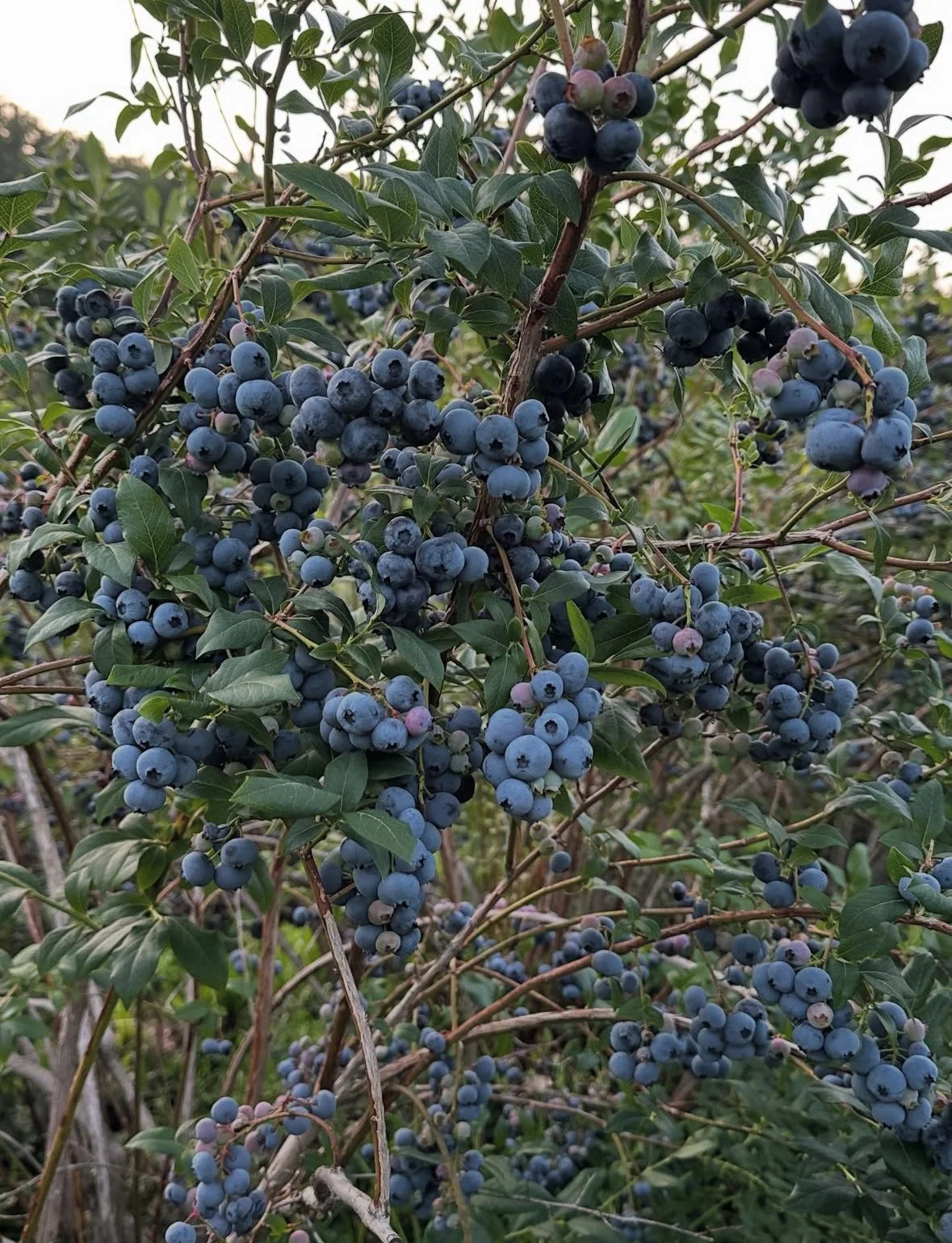 BlueberriesonBush.jpg
