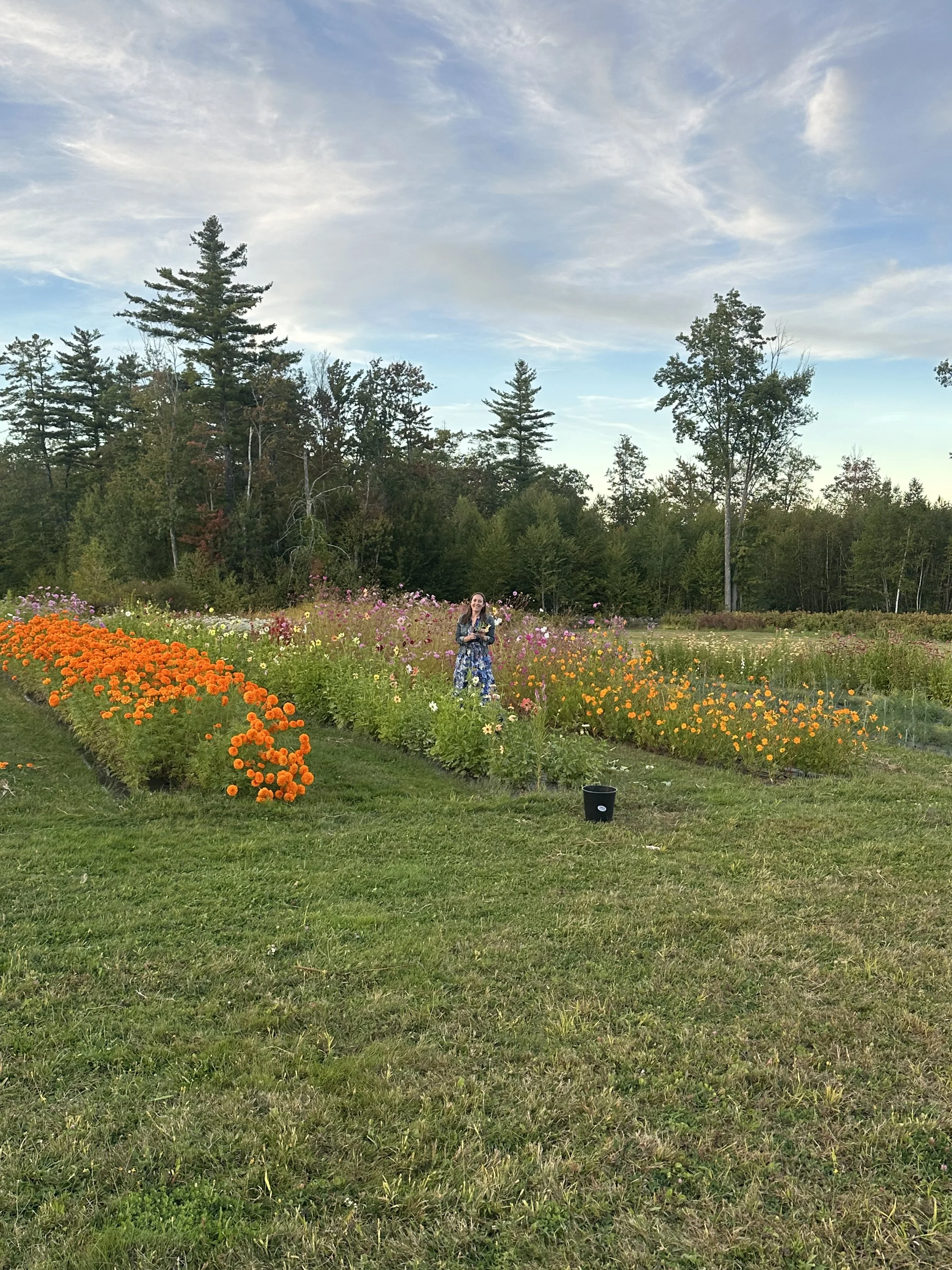 monadnock-berries-cut-flower-field.jpg