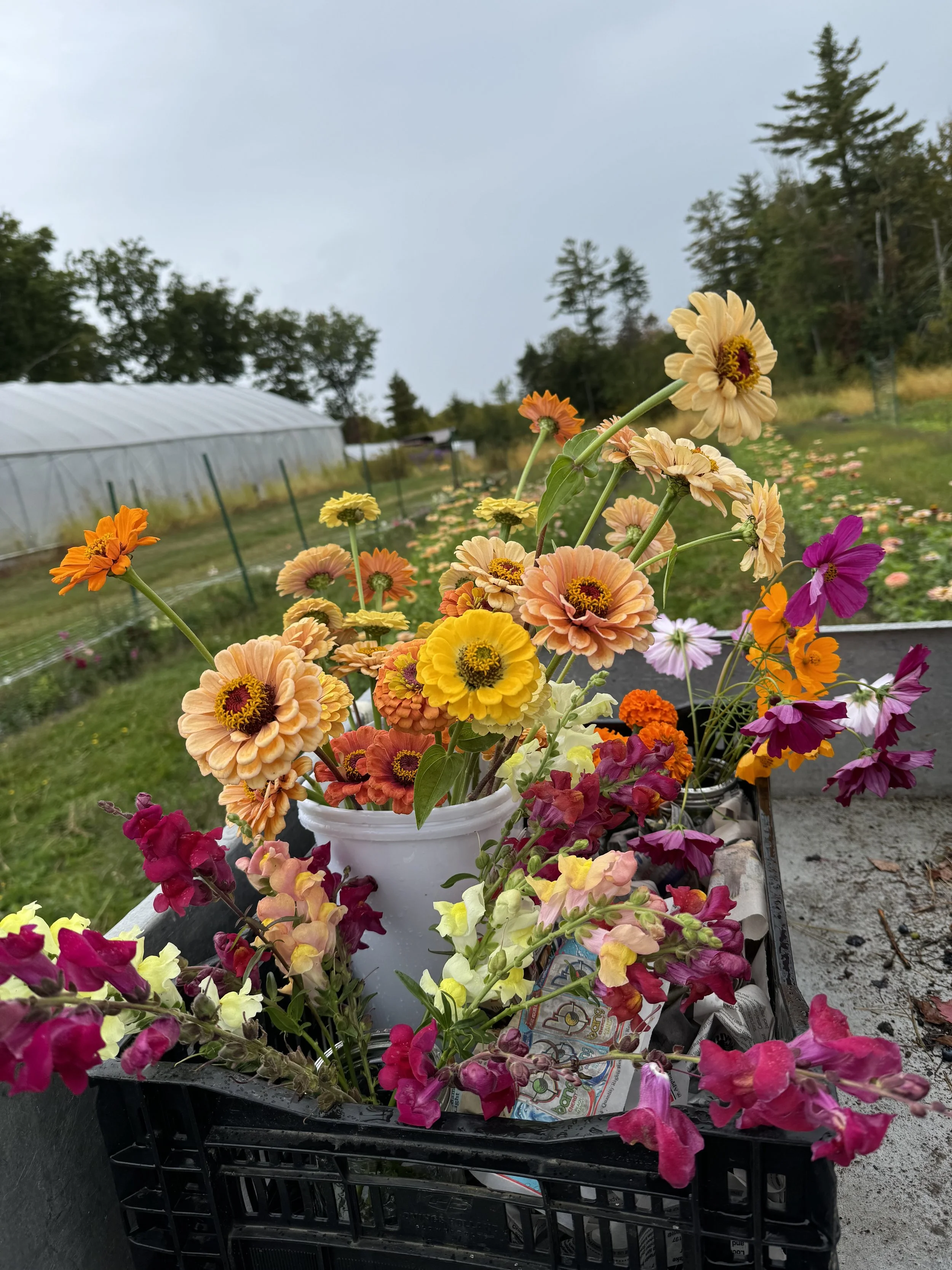 monadnock-berries-cut-flower-harvest.jpg