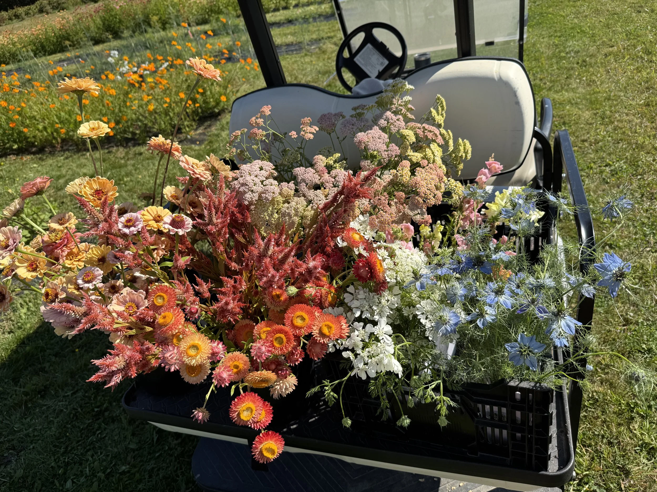 monadnock-berries-fresh-flower-harvest.jpeg