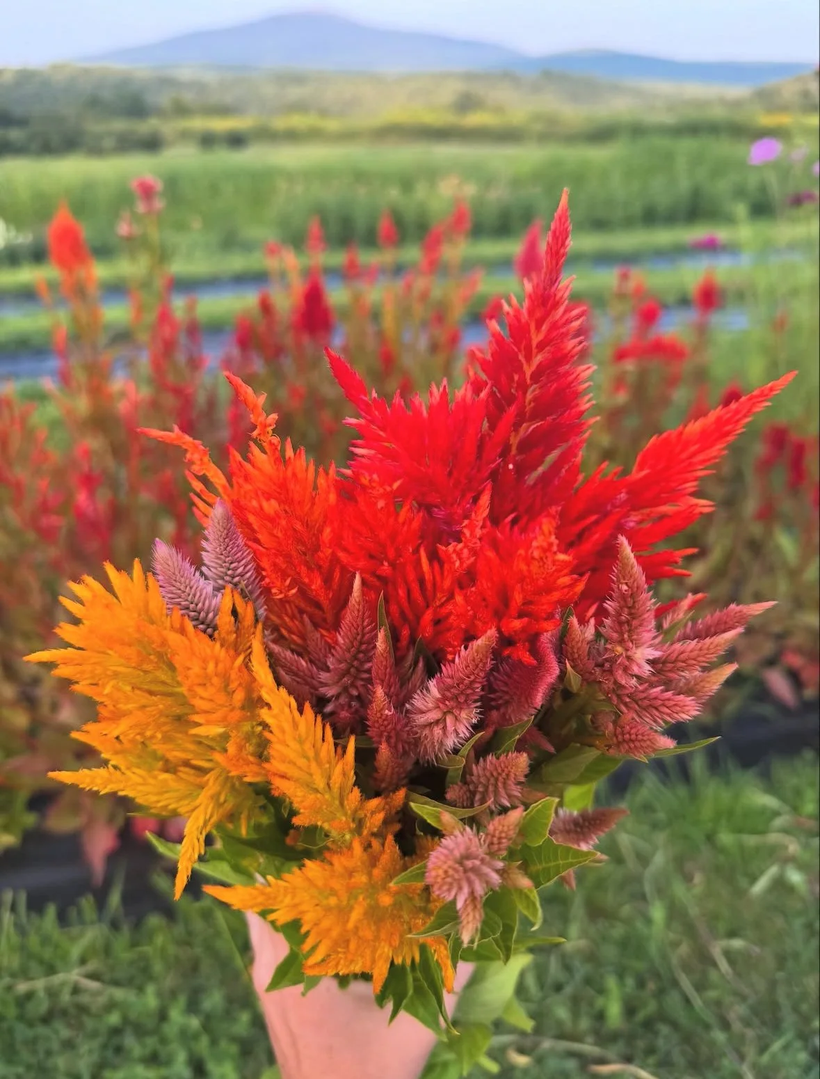 monadnock-berries-pyo-flowers-celosia.jpg