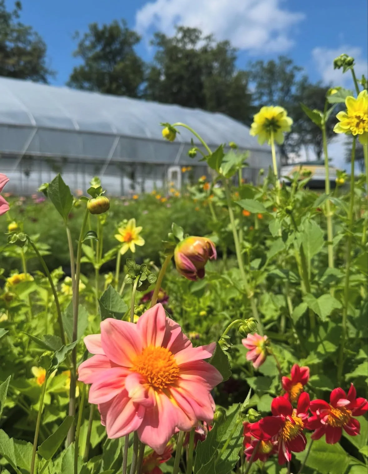 monadnock-berries-flower-field-dahlias.jpg