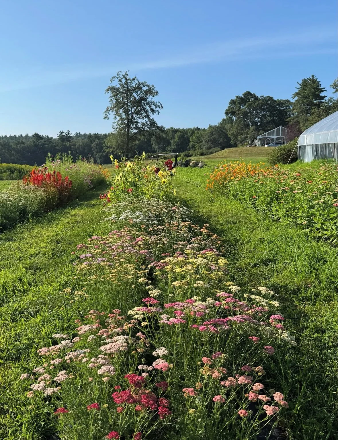 monadnock-berries-flower-field.jpg