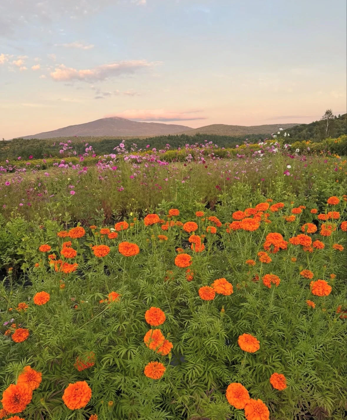 monadnock-berries-flower-field-orange-cosmos.jpg