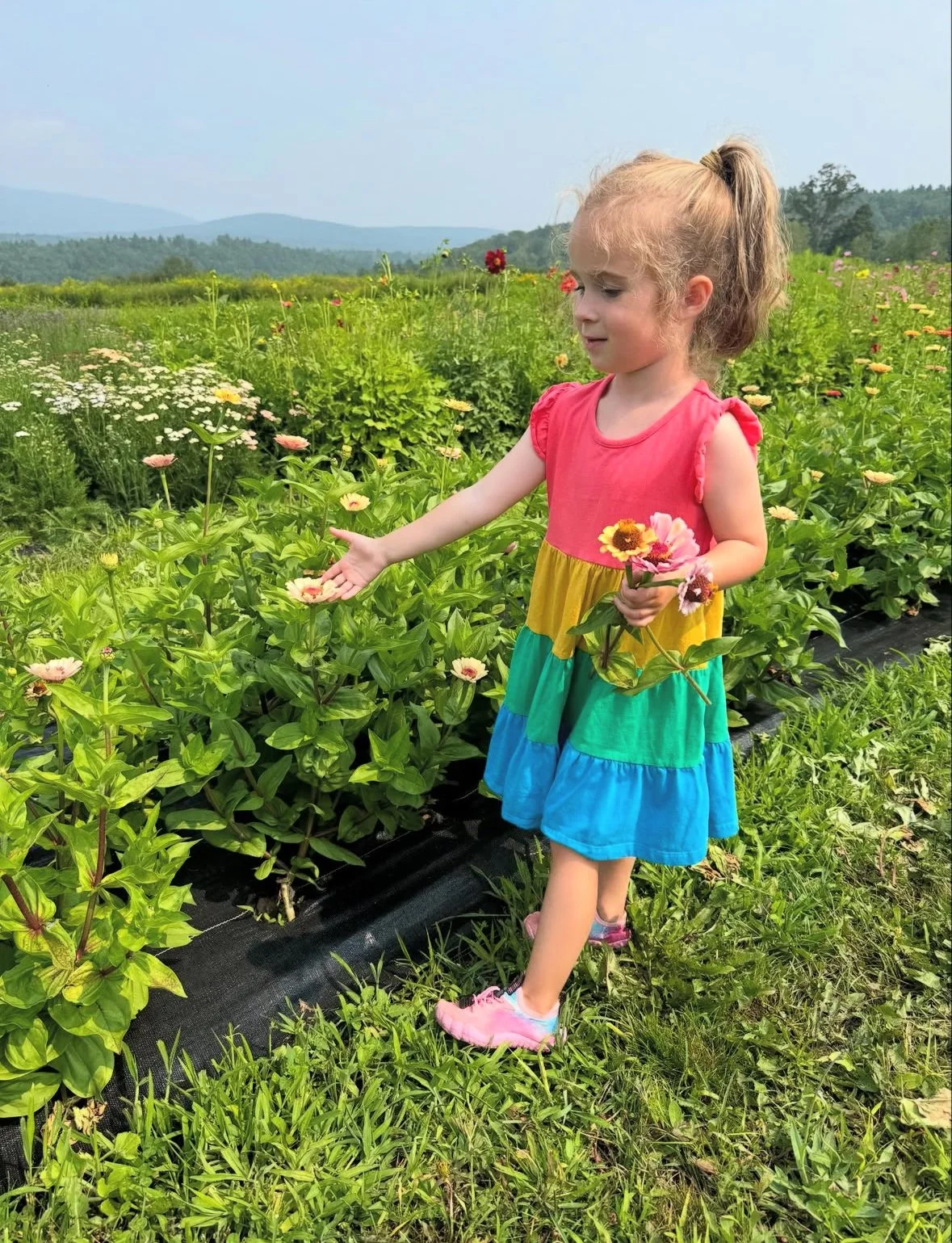 monadnock-berries-pyo-flowers.jpg