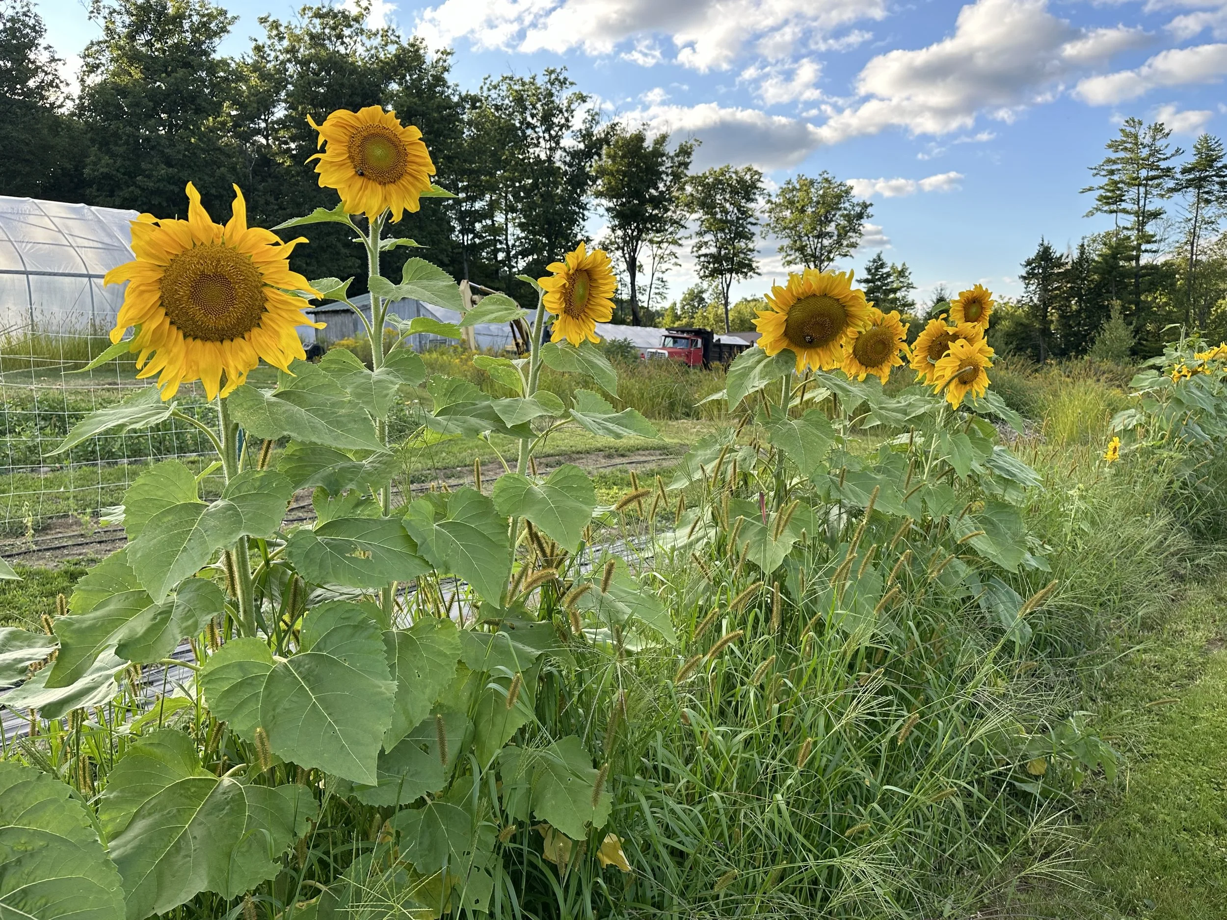 monadnock-berries-sunflowers.jpg