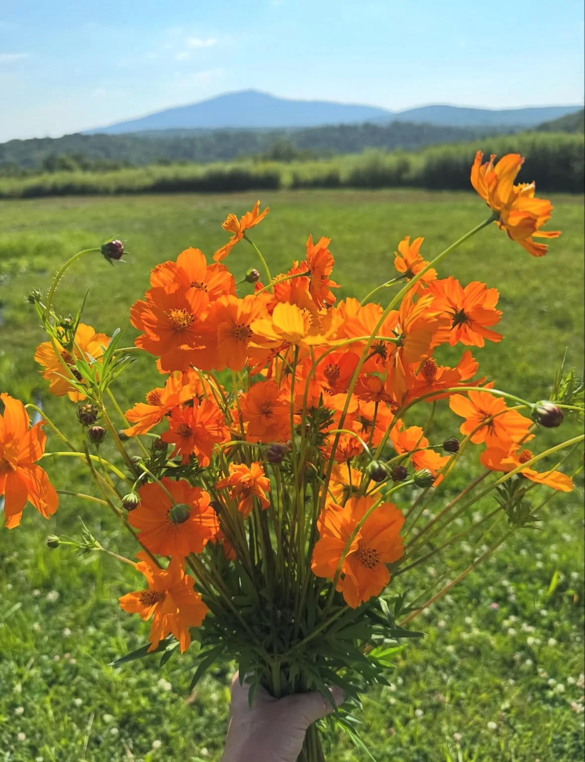 monadnock-berries-pyo-flowers-cosmos.jpg