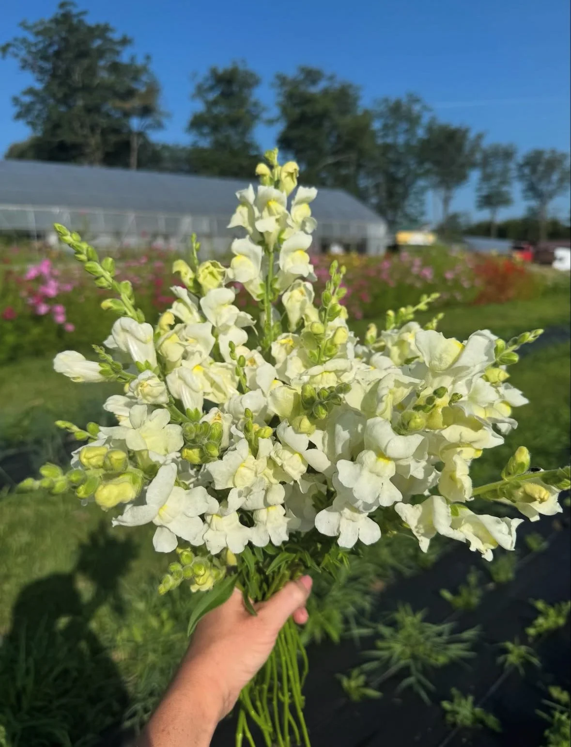 monandock-berries-snapdragons.jpg