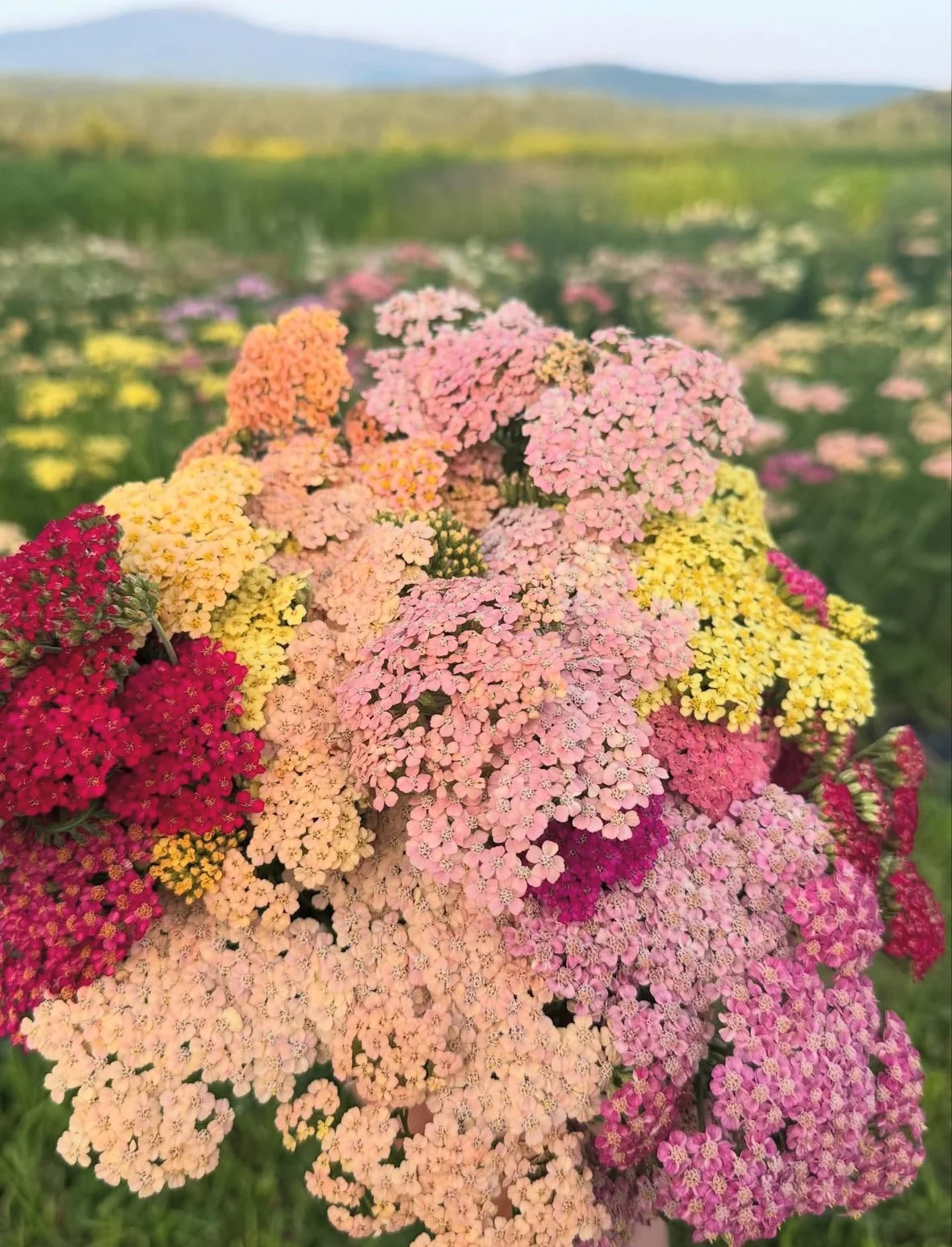 monadnock-berries-pyo-flowers-yarrow.jpg