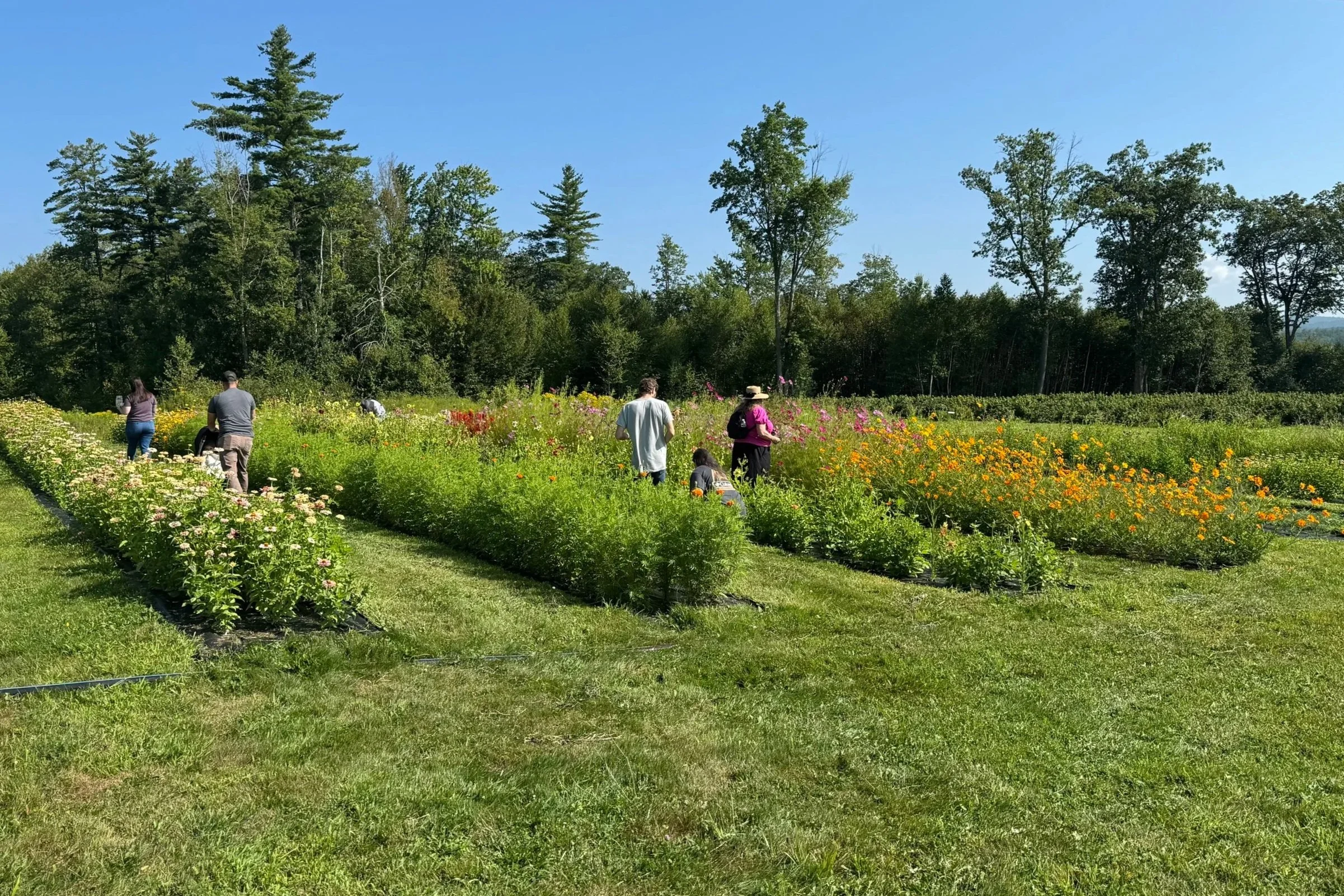 pick-your-own-flowers-monadnock-berries.jpg