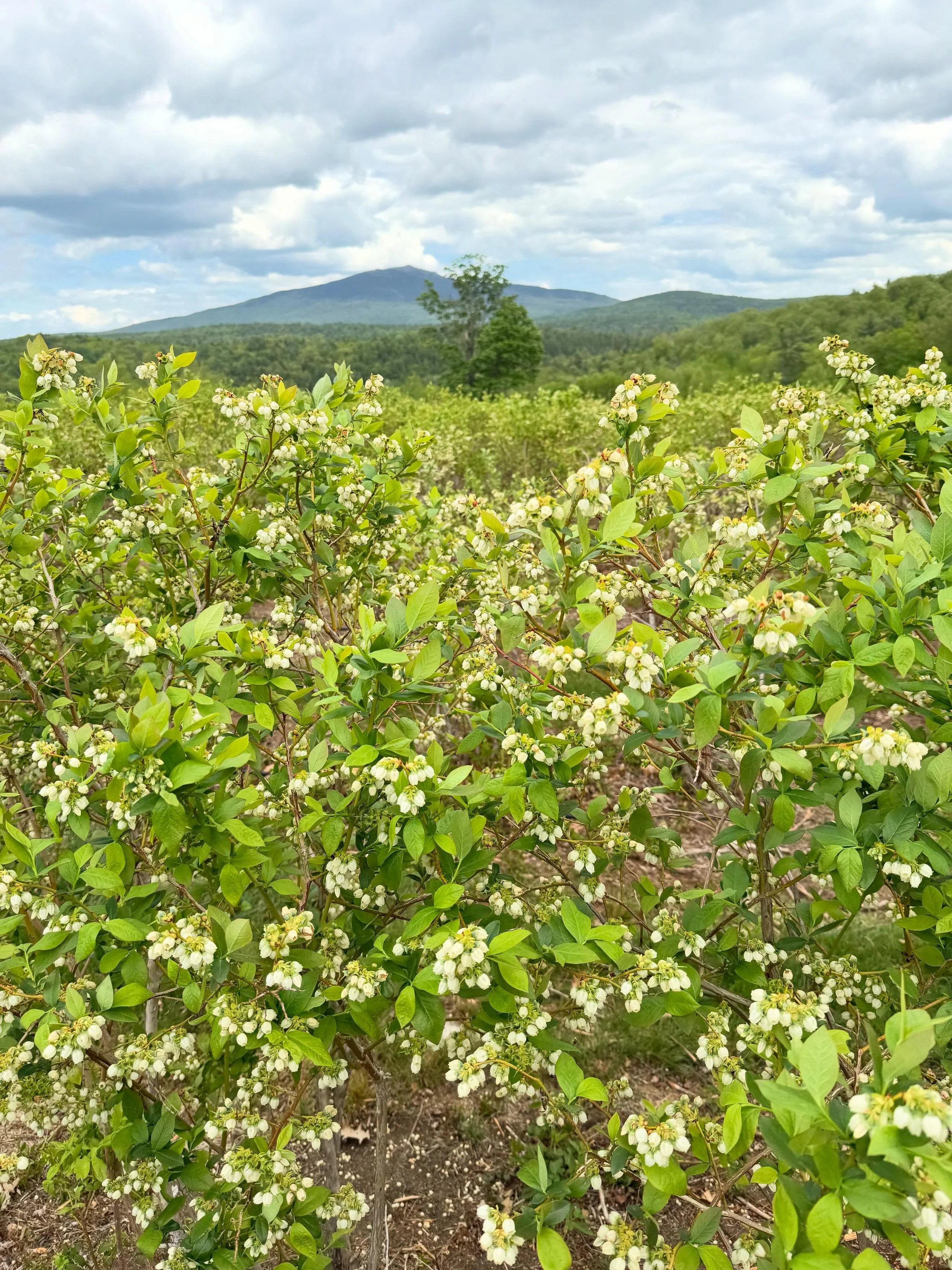 Spring is moving too fast! These beautiful blueberry blossoms have already come and gone, but it&rsquo;s one of our favorite times on the farm. When you look out into the fields it&rsquo;s a sea of white and the scent is unmatched!