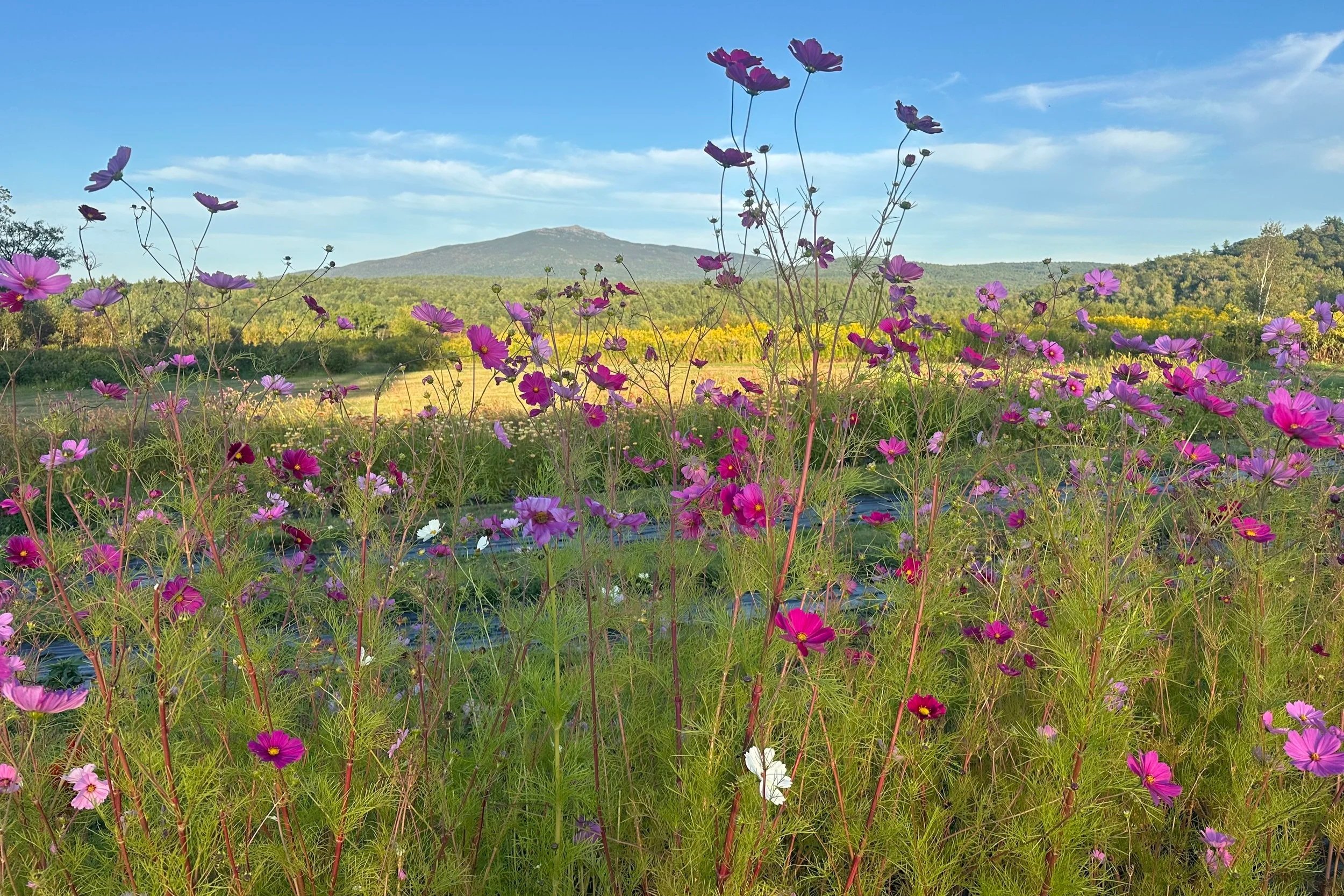 monadnock-berries-flower-field-cosmos.jpg