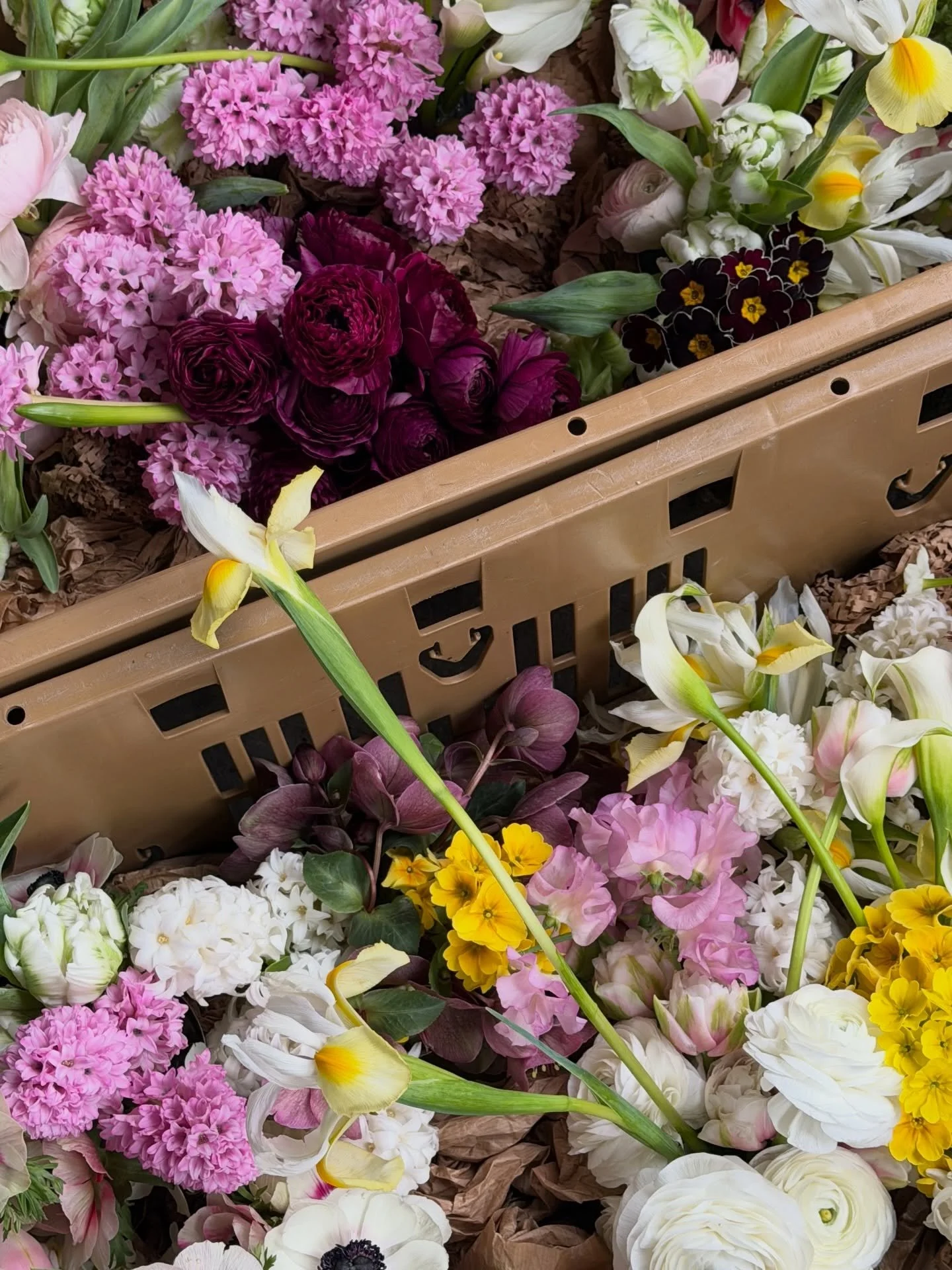The reason why I am here 🙏🏼 🌍

🍨 vintage ice cream coupe florals from Alice &amp; Theo&rsquo;s gorge spring weddng flowers @toklas_london beginning of March. 

Those Prim&rsquo;s really stealing the show 🌼🥹