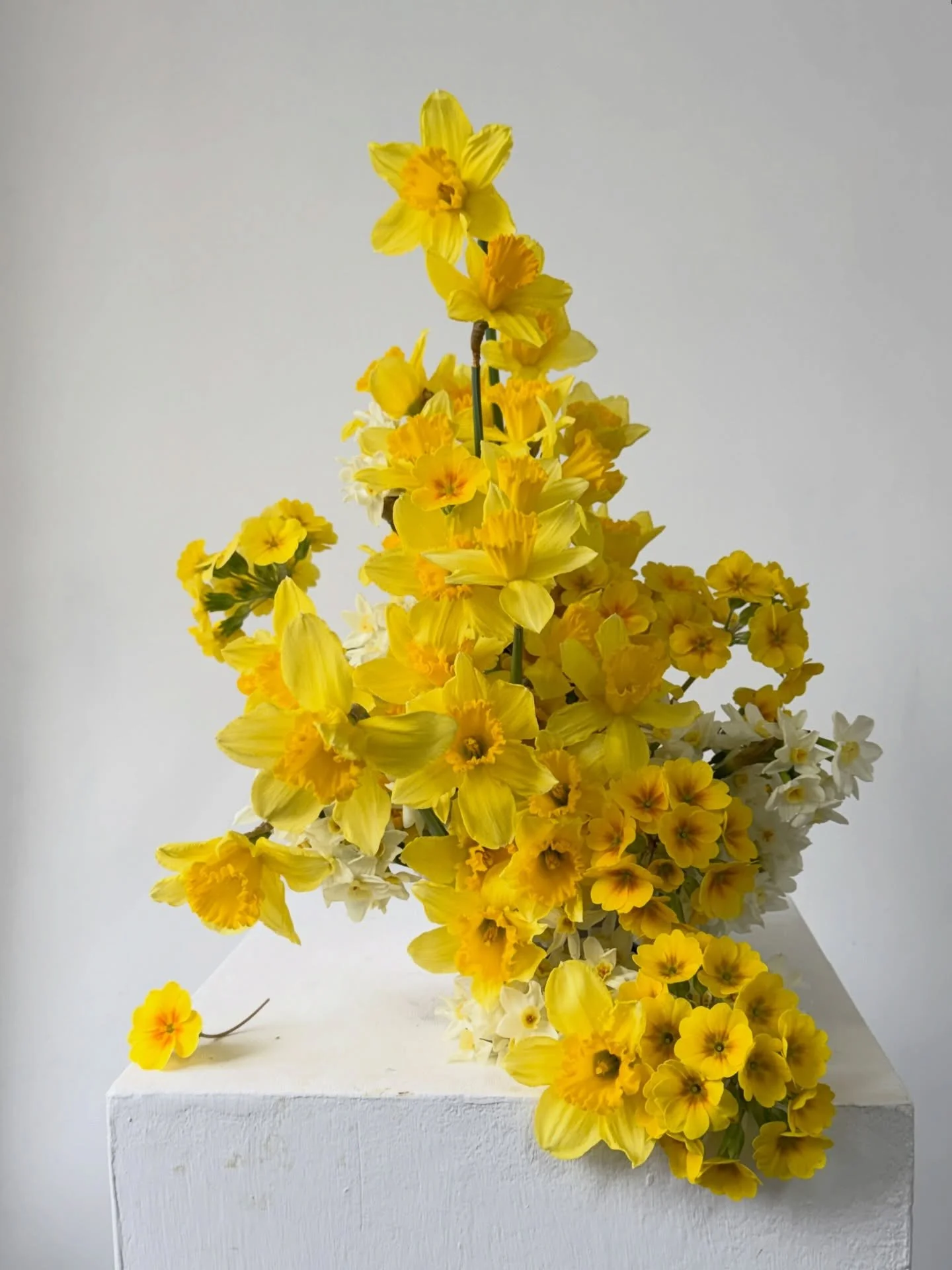 Bid adieu to the humble daffodil 🌼🌼🌼 bisou 🐈