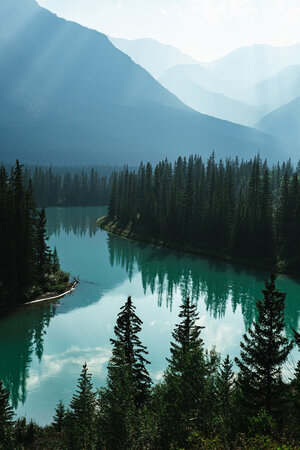 Forest Refresh.jpeg