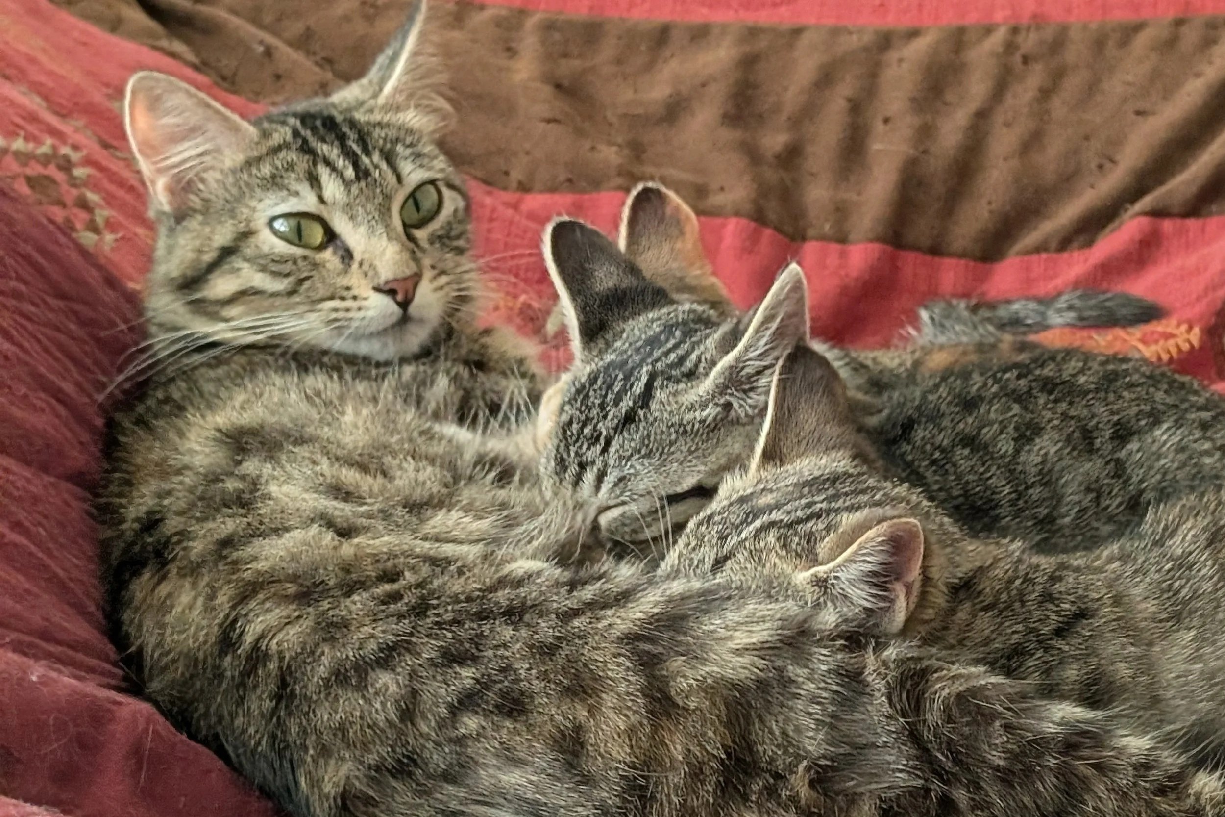 Terry &amp; Beautiful Together Animal Sanctuary Spotlight